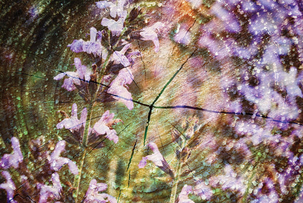 Προτάσεις για διακόσμησηΟ πίνακας σε καμβά FLOC-168 με το θέμα των λουλουδιών μπορεί να ενσωματωθεί σε διάφορα στυλ διακόσμησης. Σε έναν μοντέρνο χώρο, οι αποχρώσεις και το λιτό μοτίβο του μπορεί να αποτελέσουν ένα κεντρικό κομμάτι, προσφέροντας μια φρέσκια και αισιόδοξη νότα. Σε μινιμαλιστικούς χώρους, η απλότητα του θέματος προσδίδει ηρεμία χωρίς να αποσπά την προσοχή, επιτρέποντας στο υπόλοιπο δωμάτιο να αναδειχθεί. Σε κλασικού τύπου διαρρυθμίσεις, τα λουλούδια αυτού του πίνακα προσθέτουν μια πινελιά χρώματος και ζωντάνιας, διατηρώντας την κομψότητα και τη διακριτική γοητεία.Λίγα λόγια για τον πίνακαΗ τεχνική ανάλυση του πίνακα αποκαλύπτει μια εξαιρετική χρήση φωτεινών χρωμάτων, που αναδεικνύουν την ελαφρότητα και τη φυσική ομορφιά των λουλουδιών. Η επιλογή των αποχρώσεων φαίνεται να υπογραμμίζει μια ισορροπία μεταξύ ανέμελης χαράς και κομψότητας. Οι πινελιές είναι λεπτές και λεπτομερείς, συμβάλλοντας στη δημιουργία ενός τρισδιάστατου εφέ που φέρνει τα λουλούδια πιο κοντά στο θεατή. Ο πίνακας αντανακλά τη φύση και την απλότητα της ζωής, φέρνοντας έναν αναζωογονητικό αέρα στο εσωτερικό περιβάλλον.Ο συγκεκριμένος πίνακας δημιουργεί μια αίσθηση ηρεμίας και σύνδεσης με τη φύση, προκαλώντας συναισθήματα θαυμασμού και γαλήνης. Η εικόνα των λουλουδιών μεταφέρει μια αύρα ανανέωσης και αισιοδοξίας, ιδανική για όσους επιθυμούν να φέρουν τη φύση και την αρμονία στο σπίτι τους. Το καλλιτεχνικό στυλ συνδυάζει την παραδοσιακή προσέγγιση της αναπαράστασης της φύσης με μια σύγχρονη διάθεση, καθιστώντας τον πίνακα μια διαχρονική επιλογή για διάφορους εσωτερικούς χώρους.Ψηφιακή εκτύπωση σε καμβά. Ο καμβάς είναι υψηλής ποιότητας, ειδικός για ψηφιακή εκτύπωση που αναδεικνύει τα χρώματα. Είναι ιδανικός για διακόσμηση εσωτερικών χώρων. Παραλαμβάνετε τον πίνακα με την ψηφιακή εκτύπωση καμβά, τελαρωμένο σε τελάρο από ανθεκτικό ξύλο 2εκ, στη διάσταση που θέλετε.