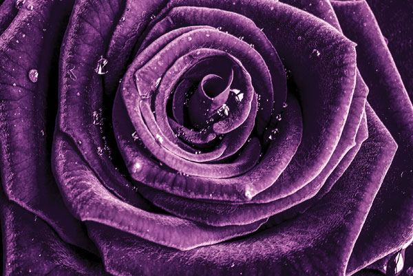 Προτάσεις για διακόσμησηΟ πίνακας σε καμβά FLOC-171 μπορεί να ενταχθεί αρμονικά σε διάφορα στυλ διακόσμησης, προσφέροντας μια αίσθηση φρεσκάδας και χαλάρωσης. Στον κλασικό χώρο, οι απαλές αποχρώσεις των λουλουδιών συναντούν τα σκούρα ξύλινα έπιπλα και τις πλούσιες υφές υλικών, προσφέροντας μια καταπραϋντική αντίθεση. Σε έναν μοντέρνο χώρο, ο καμβάς μπορεί να αναδειχθεί τοποθετώντας τον σε έναν τοίχο με ουδέτερα χρώματα, προσθέτοντας μια αίσθηση ζωντάνιας με την ζωντανή του χρωματική παλέτα. Σε ένα μινιμαλιστικό περιβάλλον, ο πίνακας λειτουργεί ως το κεντρικό κομμάτι της διακόσμησης, προσφέροντας μια απλή αλλά εκλεπτυσμένη αισθητική με τις καθαρές γραμμές και τις λεπτομέρειές του.Λίγα λόγια για τον πίνακαΗ ψηφιακή εκτύπωση του πίνακα FLOC-171 στον καμβά διακρίνεται για την εξαιρετική ποιότητα και την προσοχή στη λεπτομέρεια. Η ελαφριά και φωτεινή χρωματική παλέτα των λουλουδιών αποπνέει ζωντάνια και αναζωογόνηση, ενώ οι απαλές πινελιές δημιουργούν μια γλυκιά αίσθηση απαλότητας και φυσικής κίνησης. Το θέμα των λουλουδιών, εκτός από διαχρονικό, είναι εμπνευσμένο από την ομορφιά της φύσης και φέρνει μια αίσθηση καθαρότητας και ειρηνικής ευεξίας στον χώρο.Ο πίνακας FLOC-171 εμπνέει μια αίσθηση ηρεμίας και αισιοδοξίας, καθώς οι πινελιές διαχέουν φως και χρώμα στην καθημερινότητα. Οι λεπτεπίλεπτες υφές και η ισορροπημένη χρωματική παλέτα προσκαλούν τον θεατή να ανακαλύψει τις μικρολεπτομέρειες και να εκτιμήσει την γοητεία της απλότητας. Είναι ο ιδανικός συνοδός για έναν χώρο που επιζητά μια αίσθηση φυσικής ισορροπίας και αρμονίας, μεταφέροντας ταυτόχρονα μια αίσθηση γαλήνης και εσωτερικής πληρότητας.Ψηφιακή εκτύπωση σε καμβά. Ο καμβάς είναι υψηλής ποιότητας, ειδικός για ψηφιακή εκτύπωση που αναδεικνύει τα χρώματα. Είναι ιδανικός για διακόσμηση εσωτερικών χώρων. Παραλαμβάνετε τον πίνακα με την ψηφιακή εκτύπωση καμβά, τελαρωμένο σε τελάρο από ανθεκτικό ξύλο 2εκ, στη διάσταση που θέλετε.