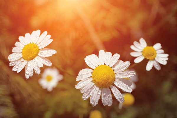 Προτάσεις για διακόσμησηΟ πίνακας σε καμβά FLOC-172 με θέμα λουλούδια προσφέρει μια ευρύτατη γκάμα επιλογών για την ενσωμάτωσή του σε διάφορα στυλ διακόσμησης. Στο κλασικό στυλ, οι απαλές του αποχρώσεις και το ρομαντικό θέμα μπορούν να προσθέσουν ένα διαχρονικό και φινετσάτο άγγιγμα στο χώρο. Σε ένα μοντέρνο περιβάλλον, η επιλογή ενός τέτοιου έργου μπορεί να δημιουργήσει έναν ευχάριστο αντιθετικό τόνο, προσθέτοντας ζεστασιά και ζωντάνια. Τέλος, σε ένα μινιμαλιστικό σκηνικό, η λιτή του σύνθεση μπορεί να αποτελέσει το σημείο εστίασης, προσφέροντας αρμονία και ισορροπία με την καθαρότητα και την απλότητά του.Λίγα λόγια για τον πίνακαΟ πίνακας FLOC-172 εκτυπώνεται σε καμβά και αποτελεί μια σύγχρονη προσέγγιση που αναδεικνύει τη λεπτομέρεια και την ομορφιά του φυσικού κόσμου. Με τη χρήση της τελευταίας τεχνολογίας ψηφιακής εκτύπωσης, οι αποχρώσεις του είναι ζωντανές και αποκαλύπτουν την περίπλοκη υφή των λουλουδιών σε κάθε τους λεπτομέρεια. Τα γήινα και απαλά χρώματα προωθούν τη γαλήνη και την ευφορία, δημιουργώντας μια δυναμική αλλά συνάμα ήρεμη σύνθεση που προσελκύει το βλέμμα.Ο καλαίσθητος αυτός πίνακας, με το φυσικό του θέμα, δημιουργεί μια αίσθηση ηρεμίας και ευεξίας, ενσωματώνοντας το φως και τα χρώματα του φυσικού περιβάλλοντος. Η συναισθηματική επίδραση που προσφέρει μεταφέρει το θεατή σε ένα ταξίδι αισθαντικότητας και εσωτερικής αρμονίας, αγγίζοντας τις πιο βαθιές χορδές της ανθρώπινης αίσθησης. Ο πίνακας επιτυγχάνει να ενώσει την αισθητική με την εσωτερική ησυχία, προσκαλώντας το θεατή να χαθεί μέσα στη μαγεία της φύσης.Ψηφιακή εκτύπωση σε καμβά. Ο καμβάς είναι υψηλής ποιότητας, ειδικός για ψηφιακή εκτύπωση που αναδεικνύει τα χρώματα. Είναι ιδανικός για διακόσμηση εσωτερικών χώρων. Παραλαμβάνετε τον πίνακα με την ψηφιακή εκτύπωση καμβά, τελαρωμένο σε τελάρο από ανθεκτικό ξύλο 2εκ, στη διάσταση που θέλετε.