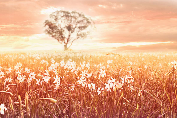 Προτάσεις για διακόσμησηΟ πίνακας σε καμβά FLOC-174 με το εντυπωσιακό θέμα των λουλουδιών αποτελεί ιδανική προσθήκη για διάφορα στυλ διακόσμησης. Σε έναν κλασικό χώρο, αυτός ο πίνακας προσθέτει φρεσκάδα και δυναμισμό, ενισχύοντας την αίσθηση της φυσικής ομορφιάς. Σε πιο μοντέρνους ή μινιμαλιστικούς χώρους, λειτουργεί ως κεντρικό σημείο, προσθέτοντας χρώμα και ζωή με τις λεπτομερείς αποχρώσεις των λουλουδιών. Χάρη στη ζωηρή παλέτα χρωμάτων, μπορεί να γίνει το επίκεντρο στον τοίχο ενός καθιστικού ή μιας τραπεζαρίας, προσδίδοντας έναν αέρα δυναμικής κομψότητας.Λίγα λόγια για τον πίνακαΟ πίνακας FLOC-174 είναι αποτέλεσμα μιας καλλιτεχνικής φωτογραφίας που εξερευνά τη φυσική γοητεία των λουλουδιών. Το κύριο θέμα της είναι η ζωντάνια και η ποικιλία των χρωμάτων που προσφέρουν οι ανθοδέσμες, συμβολίζοντας την ανανέωση και την αυθεντική ομορφιά της φύσης. Οι απαλοί, αλλά καθοριστικοί φωτισμοί δημιουργούν μια εντυπωσιακή αντίθεση, τονίζοντας κάθε πέταλο και σκιαγραφώντας ένα απαλό παιχνίδι με το φως. Η υφή και η θέση των λουλουδιών στον καμβά προδίδουν μια αίσθηση κίνησης και ζωτικότητας.Ο πίνακας δημιουργεί μια αίσθηση ηρεμίας και φρεσκάδας. Προκαλεί μια συναισθηματική σύνδεση με τον θεατή, ενισχύοντας το αίσθημα αρμονίας με τη φύση. Κάθε ματιά αποκαλύπτει μια νέα λεπτομέρεια, προσκαλώντας τον θεατή να ανακαλύψει τη μικρογραφία του φυσικού κόσμου πάνω στον καμβά. Η δεξιοτεχνία στη φωτογραφία αυτή αναδεικνύει τις ομορφιές της φύσης, κάνοντας τον θεατή να εκτιμήσει το απλό και καθημερινό με μια φρέσκια και σύγχρονη ματιά.Ψηφιακή εκτύπωση σε καμβά. Ο καμβάς είναι υψηλής ποιότητας, ειδικός για ψηφιακή εκτύπωση που αναδεικνύει τα χρώματα. Είναι ιδανικός για διακόσμηση εσωτερικών χώρων. Παραλαμβάνετε τον πίνακα με την ψηφιακή εκτύπωση καμβά, τελαρωμένο σε τελάρο από ανθεκτικό ξύλο 2εκ, στη διάσταση που θέλετε.