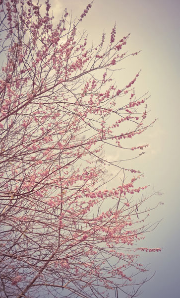 Προτάσεις για διακόσμησηΟ πίνακας σε καμβά με τίτλο FLOC-176 είναι μια εξαιρετική επιλογή για διάφορα στυλ διακόσμησης χάρη στις απαλές αποχρώσεις και το διακριτικό σχέδιο των λουλουδιών. Σε ένα κλασικό σαλόνι, θα προσθέσει μια πινελιά φρεσκάδας και φυσικής ομορφιάς, ενώ σε έναν μοντέρνο χώρο μπορεί να λειτουργήσει ως σημείο ηρεμίας ανάμεσα στα πιο απλά και καθαρά στοιχεία του σχεδιασμού. Στον μινιμαλιστικό διάκοσμο, ο πίνακας μπορεί να σταθεί ως μοναδική καλλιτεχνική παρέμβαση, εξισορροπώντας τις ουδέτερες αποχρώσεις με τον απαλό χρωματικό του τόνο.Λίγα λόγια για τον πίνακαΟ πίνακας ανήκει στην κατηγορία των λουλουδιών και απεικονίζει με λεπτομερή ακριβεία τα φυσικά χαρακτηριστικά των λουλουδιών. Η χρήση της ψηφιακής εκτύπωσης σε καμβά αναδεικνύει τις αποχρώσεις του μαλακού ροζ και του πράσινου, δημιουργώντας μια αίσθηση ισορροπίας και αρμονίας. Οι αποχρώσεις είναι διακριτικές, σχεδόν αιθέριες, ενώ οι γραμμές είναι απαλές και ρευστές, σε συνδυασμό με τις λεπτές υφές που προσδίδουν στο έργο μια αίσθηση κίνησης και ζωντάνιας.Ο FLOC-176 δημιουργεί μια αίσθηση ειρήνης και ευεξίας στον θεατή, προσκαλώντας τον σε έναν κόσμο φυσικής ομορφιάς και απόδρασης. Αποπνέοντας μια διακριτική κομψότητα, ο πίνακας μπορεί να προκαλέσει συναισθήματα θαυμασμού και ηρεμίας, προσφέροντας μια σύνδεση με τη φύση και το φευγαλέο κάλλος των λουλουδιών. Μέσω της τέχνης, ο θεατής μπορεί να βυθιστεί σε ένα ταξίδι συμπόνιας και ανανέωσης.Ψηφιακή εκτύπωση σε καμβά. Ο καμβάς είναι υψηλής ποιότητας, ειδικός για ψηφιακή εκτύπωση που αναδεικνύει τα χρώματα. Είναι ιδανικός για διακόσμηση εσωτερικών χώρων. Παραλαμβάνετε τον πίνακα με την ψηφιακή εκτύπωση καμβά, τελαρωμένο σε τελάρο από ανθεκτικό ξύλο 2εκ, στη διάσταση που θέλετε.