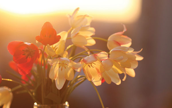 Προτάσεις για διακόσμησηΟ πίνακας σε καμβά FLOC-178 προσθέτει μια κομψή πινελιά σε οποιοδήποτε χώρο, ανεξάρτητα από το διακοσμητικό στυλ που έχετε επιλέξει. Για ένα κλασικό στυλ διακόσμησης, τα απαλά και φυσικά χρώματα του πίνακα μπορούν να συμπληρώσουν τα ξύλινα ή αντικέ έπιπλα, δημιουργώντας μια ατμόσφαιρα ζεστασιάς και παράδοσης. Σε ένα μοντέρνο περιβάλλον, ο πίνακας μπορεί να προσφέρει έναν ευχάριστο αντιθετισμό με λιτές γραμμές, προσφέροντας ζωντάνια και φυσική ομορφιά. Για μινιμαλιστικούς χώρους, το ύφος του πίνακα μπορεί να είναι μια λεπτή αλλά επιβλητική παρουσία, με τα λουλούδια να προσθέτουν φρεσκάδα και ελαφρά αίσθηση στον χώρο.Λίγα λόγια για τον πίνακαΟ πίνακας σε καμβά FLOC-178 ανήκει στην υποκατηγορία λουλουδιών, συνδυάζοντας την εντυπωσιακή λεπτομέρεια με την απλότητα της σύνθεσης. Χρησιμοποιεί έναν πλούτο χρωμάτων, όπου τα απαλά παστέλ και τα διακριτικά πράσινα δίνουν ζωή στα λουλούδια, ενώ προσφέρουν μια αρμονική ισορροπία στη σύνθεση. Το θέμα επικεντρώνεται στη φυσική ομορφιά των λουλουδιών, προσκαλώντας τον θεατή να στοχαστεί τη σχέση της φύσης με την καθημερινή ζωή. Μέσα από τις λεπτές πινελιές και τις υφές, ο πίνακας αναδεικνύει την εύθραυστη και παροδική ομορφιά των λουλουδιών, παραπέμποντας στο πέρασμα του χρόνου και την ανανέωση της φύσης.Ο πίνακας δημιουργεί αίσθηση ηρεμίας και ανανέωσης, με μια ατμόσφαιρα που ταξιδεύει τον θεατή σε κήπους και λιβάδια, γεμάτα φρέσκα λουλούδια. Ο καλλιτέχνης καταφέρνει να μεταφέρει μια βαθιά αίσθηση γαλήνης και φυσικής ευγένειας, κάνοντας τον θεατή να νιώθει συνδεδεμένος με τη γη και το περιβάλλον του. Είναι ένα κομμάτι που δεν απλώς συμπληρώνει τον χώρο αλλά εισάγει μια αίσθηση σύνδεσης με το φυσικό κόσμο.Ψηφιακή εκτύπωση σε καμβά. Ο καμβάς είναι υψηλής ποιότητας, ειδικός για ψηφιακή εκτύπωση που αναδεικνύει τα χρώματα. Είναι ιδανικός για διακόσμηση εσωτερικών χώρων. Παραλαμβάνετε τον πίνακα με την ψηφιακή εκτύπωση καμβά, τελαρωμένο σε τελάρο από ανθεκτικό ξύλο 2εκ, στη διάσταση που θέλετε.