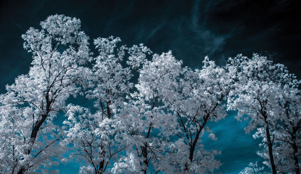 Προτάσεις για διακόσμησηΟ πίνακας σε καμβά FLOC-184, με θέμα τα λουλούδια, μπορεί να ενσωματωθεί αρμονικά σε μια ποικιλία στυλ διακόσμησης. Σε έναν κλασικό χώρο, οι απαλές αποχρώσεις των λουλουδιών θα προσθέσουν μια αίσθηση ρομαντισμού και κομψότητας, ενώ η λεπτή τεχνική του μπορεί να γίνει το κεντρικό στοιχείο που δίνει βάθος και πολυπλοκότητα στο δωμάτιο. Σε μοντέρνα ή μινιμαλιστικά περιβάλλοντα, ο πίνακας λειτουργεί ως το σημείο ίντριγκας που προσελκύει το μάτι και αναδεικνύει το χώρο με την ζωντάνια των χρωμάτων του.Λίγα λόγια για τον πίνακαΑυτός ο πίνακας σε καμβά χαρακτηρίζεται από την εξαιρετική ισορροπία των χρωμάτων και τη ρεαλιστική απεικόνιση των λουλουδιών, με έμφαση στη φυσική ομορφιά και την ποικιλομορφία της φύσης. Η μαεστρική χρήση της φωτεινότητας και των σκιών δημιουργεί μια εκπληκτική τρισδιάστατη αίσθηση, καλώντας τον θεατή να αισθανθεί σαν να βρίσκεται σε ένα καταπράσινο λουλουδότοπο. Το θέμα της ευφορούμενης φύσης αντανακλά την αναγέννηση και την ανανέωση, αναδεικνύοντας την παντοτινή κυκλικότητα της ζωής.Ο πίνακας δημιουργεί μια αίσθηση ηρεμίας και ευεξίας, προσφέροντας στον θεατή μία ψηφιακή φυγή από τον στρεσογόνο αστικό περιβάλλον. Η απαλή τονικότητα των χρωμάτων προσκαλεί σε στιγμές χαλάρωσης και εσωτερικής αναζήτησης, προσφέροντας έναν γαλήνιο καταφύγιο μακριά από τη βιασύνη της καθημερινότητας. Μεταφέρει μια βαθιά αίσθηση αρμονίας και φυσικής ομορφιάς που συνδέει άμεσα με τον παρατηρητή, εμβαθύνοντας τη συναισθηματική σύνδεση με το χώρο.Ψηφιακή εκτύπωση σε καμβά. Ο καμβάς είναι υψηλής ποιότητας, ειδικός για ψηφιακή εκτύπωση που αναδεικνύει τα χρώματα. Είναι ιδανικός για διακόσμηση εσωτερικών χώρων. Παραλαμβάνετε τον πίνακα με τη ψηφιακή εκτύπωση καμβά, τελαρωμένο σε τελάρο από ανθεκτικό ξύλο 2 εκ., στη διάσταση που θέλετε.