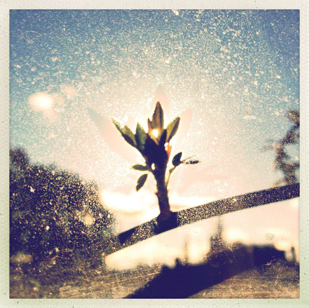 Προτάσεις για διακόσμησηΟ πίνακας σε καμβά FLOC-185 με θέμα λουλούδια μπορεί να ενσωματωθεί εύκολα σε διάφορα στυλ διακόσμησης. Σε ένα κλασικό περιβάλλον, οι φυσικές του αποχρώσεις και οι ρομαντικοί τόνοι προσθέτουν αίσθηση κομψότητας και ζεστασιάς. Σε μοντέρνο στυλ, μπορεί να χρησιμοποιηθεί για να προσδώσει μια πολιτιστική πινελιά και να γίνει κεντρικό σημείο προσοχής με τον ιδιαίτερο χαρακτήρα του. Επιλέγοντας μινιμαλιστική διακόσμηση, ο πίνακας λειτουργεί εξαιρετικά ως μοναδικό στοιχείο που αναδεικνύει τον χώρο με την απλότητά του και τις κομψές γραμμές του.Λίγα λόγια για τον πίνακαΟ πίνακας FLOC-185 είναι εκτύπωση σε καμβά που ενσωματώνει τον λεπτομερή σχεδιασμό και την ακρίβεια που συναντάμε σε έργα τέχνης. Η επιλογή παστέλ χρωμάτων δίνει έμφαση στη φυσική ομορφιά των λουλουδιών, ενώ οι απαλές πινελιές δημιουργούν μια γαλήνια ατμόσφαιρα. Η υφή του καμβά αναδεικνύει τις λεπτομέρειες και προσθέτει έναν διακριτικό όγκο στο έργο, με αποτέλεσμα να αποπνέει αρμονία και ισορροπία.Ο πίνακας δημιουργεί αίσθηση ηρεμίας και φυσικής ομορφιάς, μεταφέροντας τον θεατή σε ένα χώρο γεμάτο ζωντάνια και καλλιτεχνική έμπνευση. Εξάπτει τη φαντασία και προκαλεί συναισθήματα ευεξίας και αισιοδοξίας. Η φωτογραφική ποιότητα του έργου αντανακλά την πλούσια υφή και την ακρίβεια στη λεπτομέρεια των λουλουδιών, προσφέροντας μια οπτική εμπειρία που συνδέεται άμεσα με τον θεατή.Ψηφιακή εκτύπωση σε καμβά. Ο καμβάς είναι υψηλής ποιότητας, ειδικός για ψηφιακή εκτύπωση που αναδεικνύει τα χρώματα. Είναι ιδανικός για διακόσμηση εσωτερικών χώρων. Παραλαμβάνετε τον πίνακα με την ψηφιακή εκτύπωση καμβά, τελαρωμένο σε τελάρο από ανθεκτικό ξύλο 2εκ, στη διάσταση που θέλετε.