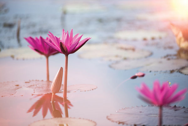 Προτάσεις για διακόσμησηΟ πίνακας σε καμβά FLOC-187 είναι ιδανικός για να δώσει μια φρέσκια πνοή σε διάφορους χώρους του σπιτιού ή του επαγγελματικού σας περιβάλλοντος. Με το θέμα του που επικεντρώνεται σε λουλούδια, μπορεί να ενσωματωθεί άριστα σε κλασικό στυλ διακόσμησης, προσφέροντας μια ευχάριστη αντίθεση ανάμεσα στις καθηλωτικές floral λεπτομέρειες και τις βαριές, κλασικές γραμμές. Για έναν χώρο με μοντέρνα διακόσμηση, ο πίνακας μπορεί να λειτουργήσει ως κεντρικό στοιχείο, αναδεικνύοντας τις χρωματικές παλέτες και τις καθαρές γραμμές του μοντέρνου ύφους. Σε ένα μινιμαλιστικό περιβάλλον, η πίνακα αυτή προσθέτει ζωντάνια και ενδιαφέρον, χωρίς να διαταράσσει την απλότητα του χώρου.Λίγα λόγια για τον πίνακαΟ πίνακας σε καμβά FLOC-187 αξιοποιεί την ψηφιακή εκτύπωση για να αποδώσει με ακρίβεια τη φυσική ομορφιά και την ευαισθησία των λουλουδιών. Κυριαρχούν οι ζωντανές αποχρώσεις που συμβολίζουν τη ζωή και την αναγέννηση. Η λεπτομέρεια στις πινελιές προσδίδει αίσθηση κίνησης και φρεσκάδας, τονίζοντας την ρεαλιστικότητα του θέματος. Η χρήση φωτός αναδεικνύει την τρισδιάστατη αίσθηση του έργου και εμπλουτίζει την αντίληψη του θεατή, δημιουργώντας μια ζεστή, φιλόξενη ατμόσφαιρα.Ο πίνακας FLOC-187 προσφέρει μια εμπειρία που συνδυάζει τη φυσική ομορφιά με την καλλιτεχνική έκφραση. Η σκηνή των λουλουδιών του αφήνει έναν αέρα ηρεμίας και αναζωογόνησης, ανακλώντας μια αρμονία που συνδέει τον θεατή με τη φύση. Με κάθε ματιά, το έργο καταφέρνει να προκαλεί συναισθήματα ευχαρίστησης και αισιοδοξίας, καθιστώντας τον πίνακα πάνω στον καμβά μια πραγματική απόλαυση για το μάτι και την ψυχή.Ψηφιακή εκτύπωση σε καμβά. Ο καμβάς είναι υψηλής ποιότητας, ειδικός για ψηφιακή εκτύπωση που αναδεικνύει τα χρώματα. Είναι ιδανικός για διακόσμηση εσωτερικών χώρων. Παραλαμβάνετε τον πίνακα με την ψηφιακή εκτύπωση καμβά, τελαρωμένο σε τελάρο από ανθεκτικό ξύλο 2εκ, στη διάσταση που θέλετε.