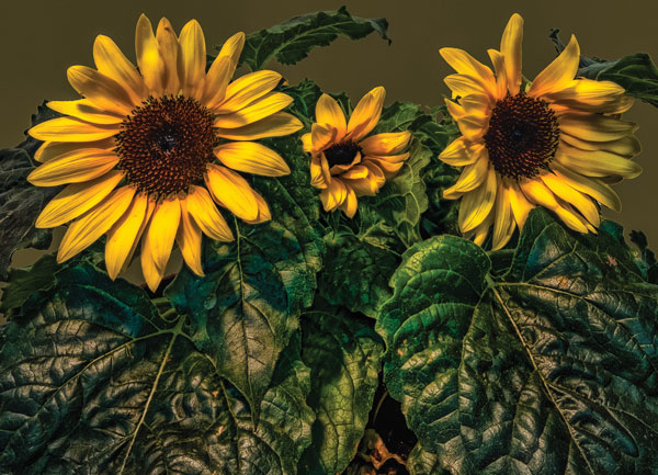 Προτάσεις για διακόσμησηΟ πίνακας σε καμβά FLOC-189 με τα εντυπωσιακά λουλούδια, διαθέτει την ικανότητα να μετατρέψει οποιοδήποτε χώρο σε έναν χώρο γεμάτο ζωντάνια και αισθητική κομψότητα. Χάρη στις ζεστές και ζωντανές αποχρώσεις του, ο πίνακας αυτός μπορεί εύκολα να ενσωματωθεί σε ένα κλασικό στυλ διακόσμησης, προσθέτοντας χρώμα και φρεσκάδα. Σε έναν μοντέρνο χώρο, η ζωντάνια του έργου αναδεικνύει τον δυναμισμό του περιβάλλοντος, ενώ σε ένα μινιμαλιστικό εσωτερικό, ο πίνακας προσφέρει μία αναπάντεχη πινελιά από φυσικό κάλλος που κεντρίζει την προσοχή χωρίς να υπερισχύει.Λίγα λόγια για τον πίνακαΠρόκειται για μια ζωγραφική δημιουργία που αιχμαλωτίζει τις λεπτομέρειες των λουλουδιών με εντυπωσιακή ακρίβεια. Η επιλογή των χρωμάτων είναι εξαιρετικά μελετημένη, με κάθε απόχρωση να ενισχύει την άλλη, δημιουργώντας μια αίσθηση αρμονίας και φύσης. Η χρήση απαλών και φυσικών πινελιών προσθέτει στην αίσθηση του ρεαλισμού και της διαχρονικότητας, εκφράζοντας την ανέλεγκτη ομορφιά της φύσης. Το θέμα του φυτικού κόσμου έχει σίγουρα μια διαχρονική γοητεία, φέρνοντας έναν αέρα αναζωογόνησης και ηρεμίας στον θεατή.Ο πίνακας FLOC-189 δημιουργεί αίσθηση ηρεμίας και προσκαλεί τον θεατή να βυθιστεί στη φυσική ομορφιά που αποπνέει. Τα καλοδουλεμένα χρώματα και η λεπτομέρεια των λουλουδιών ενισχύουν την σύνδεση του έργου με τον θεατή, προσφέροντας μια αίσθηση ευεξίας και ανανέωσης. Η ζωντάνια και ο ρεαλισμός του πίνακα δημιουργούν έναν οικείο και φιλόξενο διάλογο, που με τη σειρά του αντηχεί θετικά συναισθήματα και σκέψεις.Ψηφιακή εκτύπωση σε καμβά. Ο καμβάς είναι υψηλής ποιότητας, ειδικός για ψηφιακή εκτύπωση που αναδεικνύει τα χρώματα. Είναι ιδανικός για διακόσμηση εσωτερικών χώρων. Παραλαμβάνετε τον πίνακα με την ψηφιακή εκτύπωση καμβά, τελαρωμένο σε τελάρο από ανθεκτικό ξύλο 2εκ, στη διάσταση που θέλετε.