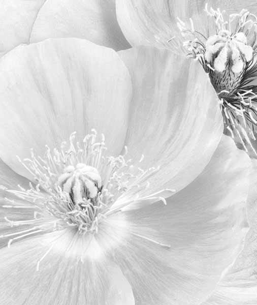 Προτάσεις για διακόσμησηΑυτός ο εντυπωσιακός πίνακας σε καμβά με τίτλο FLOC-190 μπορεί να ενσωματωθεί σε διάφορες αρχιτεκτονικές και διακοσμητικές λύσεις, προσδίδοντας κομψότητα και ζωντάνια. Σε έναν κλασικό χώρο, οι λεπτομέρειες των λουλουδιών μπορούν να προσθέσουν μια φρέσκια αίσθηση και να φέρουν τη φύση κοντά στον θεατή. Στο μοντέρνο στυλ, μπορεί να λειτουργήσει ως κεντρικό στοιχείο που ενισχύει την χρωματική αρμονία του χώρου. Ενώ στο μινιμαλιστικό περιβάλλον, ο πίνακας μπορεί να προσθέσει μια διακριτική αλλά αισθητή, ζωντανή πινελιά χρώματος που σπάει τη μονοτονία. Λίγα λόγια για τον πίνακαΑυτός ο πίνακας χαρακτηρίζεται από υπερρεαλιστική γοητεία με μια ζωντανή απεικόνιση λουλουδιών που αποπνέουν φυσική ομορφιά. Τα χρώματα είναι ζεστά και φωτεινά, κυρίως με αποχρώσεις της κόκκινης και της ροζ, προσδίδοντας αίσθηση ζωντάνιας και ευχαρίστησης. Η λεπτομέρεια στις πινελιές και η χρήση των σκιάσεων επιτρέπει την δημιουργία μιας εντυπωσιακής βάθους και κίνησης. Θέμα και Ιδέα: Ο πίνακας εξετάζει τη μαγεία και τη πολυπλοκότητα της φύσης. Ο FLOC-190 δημιουργεί μια αίσθηση ηρεμίας και φυσικής απλότητας, κάνοντας τον θεατή να αισθανθεί έναν αρμονικό δεσμό με την φύση. Η παρουσία των λουλουδιών συμβολίζει την νέμεση και την ανανέωση, προκαλώντας συναισθήματα ευεξίας και ζωντάνιας. Ο πίνακας είναι ιδανικός για να προσφέρει μια αμεσότητα και συνδεσιμότητα με τον χώρο, μεταδίδοντας θετική ενέργεια και συνδυάζοντας παραδοσιακά στοιχεία με μοντέρνο ύφος.Ψηφιακή εκτύπωση σε καμβά. Ο καμβάς είναι υψηλής ποιότητας, ειδικός για ψηφιακή εκτύπωση που αναδεικνύει τα χρώματα. Είναι ιδανικός για διακόσμηση εσωτερικών χώρων. Παραλαμβάνετε τον πίνακα με την ψηφιακή εκτύπωση καμβά, τελαρωμένο σε τελάρο από ανθεκτικό ξύλο 2εκ, στη διάσταση που θέλετε.