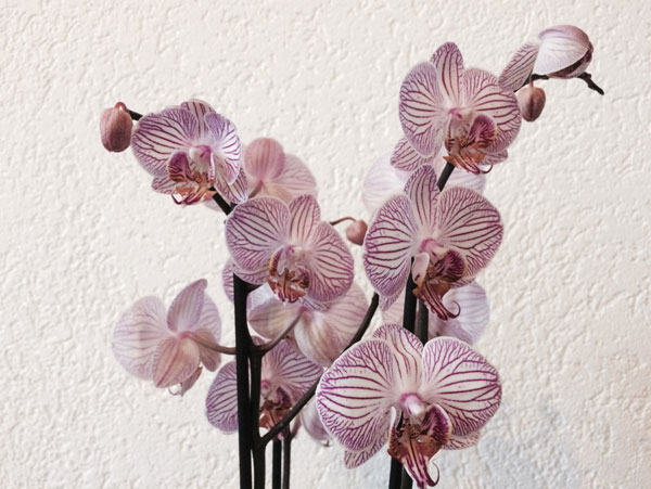 Προτάσεις για διακόσμησηΟ πίνακας σε καμβά FLOC-191 με λουλουδάτο θέμα προσφέρει μια εκλεπτυσμένη πινελιά σε κάθε χώρο. Οι φυσικές αποχρώσεις και η κομψή σύνθεση των λουλουδιών το καθιστούν ιδανικό για κλασικές και ρομαντικές διακοσμήσεις. Σε έναν μοντέρνο χώρο, ο πίνακας αυτός μπορεί να αποτελέσει το κεντρικό σημείο του χώρου, δίνοντας χρώμα και ζωντάνια στους τοίχους, ενώ σε ένα μινιμαλιστικό περιβάλλον, η απλότητα και η φυσικότητα της εικόνας μπορούν να δημιουργήσουν μια γαλήνια αντίθεση, εστιάζοντας στην ομορφιά της φύσης.Λίγα λόγια για τον πίνακαΟ πίνακας σε καμβά FLOC-191 είναι μια σύγχρονη φωτογραφία που εστιάζει στην αισθητική της φύσης. Παρουσιάζει με εξαιρετική λεπτομέρεια τη μαγεία των λουλουδιών, με έμφαση στην υφή και τη φυσική τους ομορφιά. Τα χρώματα είναι απαλής απόχρωσης, με κυρίαρχα το λευκό και το ροζ, προσφέροντας μια αίσθηση καθαρότητας και μητρικής αγάπης. Η φωτογραφία αυτή είναι ένας ύμνος στη φυσική τέχνη, όπου κάθε λεπτομέρεια συμβάλλει στη συνολική αρμονία του έργου.Ο καλλιτεχνικός χαρακτήρας του πίνακα FLOC-191 μεταφέρει μια βαθιά αίσθηση γαλήνης και στοχασμού. Η προσέγγιση της απλότητας της φύσης συνδυάζεται με μια δυνατή αίσθηση ανανέωσης και ελπίδας. Ο πίνακας δημιουργεί μια αίσθηση ηρεμίας και καθαρότητας, προσκαλώντας τον θεατή να συνδεθεί με την απλότητα και τον κύκλο της ζωής.Ψηφιακή εκτύπωση σε καμβά. Ο καμβάς είναι υψηλής ποιότητας, ειδικός για ψηφιακή εκτύπωση που αναδεικνύει τα χρώματα. Είναι ιδανικός για διακόσμηση εσωτερικών χώρων. Παραλαμβάνετε τον πίνακα με την ψηφιακή εκτύπωση καμβά, τελαρωμένο σε τελάρο από ανθεκτικό ξύλο 2εκ, στη διάσταση που θέλετε.