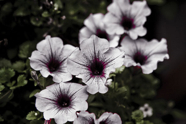 Προτάσεις για διακόσμησηΟ πίνακας σε καμβά FLOC-196 είναι μια εξαιρετική επιλογή για την ανανέωση οποιουδήποτε εσωτερικού χώρου, συνδυάζοντας κλασικό και μοντέρνο στυλ. Οι ζωντανές αποχρώσεις που απεικονίζουν τα λουλούδια μπορούν να εντάξουν το έργο σε μινιμαλιστικούς χώρους, προσφέροντας μια αίσθηση φύσης και ηρεμίας. Σε ένα κλασικό ή παραδοσιακό περιβάλλον, οι μοναδικές λεπτομέρειες του πίνακα θα προσδώσουν μια νότα κομψότητας και φινέτσας, ενώ σε μοντέρνους χώρους μπορεί να λειτουργήσει ως κεντρικό κομμάτι που μαγνητίζει τα βλέμματα.Λίγα λόγια για τον πίνακαΟ πίνακας FLOC-196 είναι μια φωτογραφία που αποτυπώνει τη λεπτομέρεια και την ομορφιά των λουλουδιών με εξαιρετική ευκρίνεια. Οι απαλές, αλλά ταυτόχρονα ζωηρές αποχρώσεις συνωμοτούν για να αναδείξουν την αρμονία και την ισορροπία του σχεδίου. Το καλλιτεχνικό πλαίσιο επικεντρώνεται στη φυσική ομορφιά και την αιώνια γοητεία των λουλουδιών, προσκαλώντας τον θεατή να στοχαστεί την συνυφασμένη σχέση του ανθρώπου με τη φύση. Οι υφές που δημιουργούνται από τη φωτογραφία παρουσιάζουν μια αίσθηση τρίτης διάστασης, δίνοντας βάθος και ρεαλισμό στην εικόνα.Ο συγκεκριμένος πίνακας σε καμβά αποπνέει ηρεμία και γαλήνη, αναδεικνύοντας τη φύση ως πηγή έμπνευσης και απλότητας. Η φωτογραφία των λουλουδιών μεταφέρει μια βαθιά αίσθηση ειρήνης, ενώ η προσεκτικά δομημένη σύνθεση καλλιεργεί μια αίσθηση ευφορίας και αισιοδοξίας στους θεατές. Οι λεπτομέρειες των λουλουδιών ζωγραφίζουν μια συναισθηματική ιστορία που ενδυναμώνει τη σύνδεση με τη φύση και τονίζει τη σημασία της στο ανθρώπινο καθημερινό τοπίο.Ψηφιακή εκτύπωση σε καμβά. Ο καμβάς είναι υψηλής ποιότητας, ειδικός για ψηφιακή εκτύπωση που αναδεικνύει τα χρώματα. Είναι ιδανικός για διακόσμηση εσωτερικών χώρων. Παραλαμβάνετε τον πίνακα με την ψηφιακή εκτύπωση καμβά, τελαρωμένο σε τελάρο από ανθεκτικό ξύλο 2εκ, στη διάσταση που θέλετε.