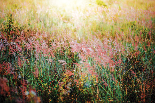 Προτάσεις για διακόσμησηΟ πίνακας σε καμβά FLOC-197 αποτελεί μια εξαιρετική επιλογή για διακόσμηση, προσφέροντας έναν αέρα φρεσκάδας και ζωντάνιας χάρη στη θεματολογία του με λουλούδια. Σε έναν κλασικό χώρο, μπορεί να συνδυαστεί με έπιπλα από ξύλο ή αντικείμενα αντίκες, προσδίδοντας μια ρομαντική νότα στον χώρο. Σε έναν πιο μοντέρνο χώρο, ο πίνακας μπορεί να ενσωματωθεί σε πιο λείους και απλούς χώρους, προσφέροντας χρώμα και ζωντάνια σε ουδέτερα και μινιμαλιστικά σχέδια. Η χρήση του σε έναν μινιμαλιστικό χώρο μπορεί να δημιουργήσει έναν έντονο κοντράστ, επιτρέποντας στο έργο να είναι το επίκεντρο της προσοχής.Λίγα λόγια για τον πίνακαΟ FLOC-197 είναι έργο που απεικονίζει μια σύγχρονη σύνθεση με λουλούδια, αξιοποιώντας τεχνικές της σύγχρονης φωτογραφίας. Η θεματολογία, με επίκεντρο τα λουλούδια, προσφέρει οπτική ευχαρίστηση και συμβολίζει την ανανέωση και την ανθοφορία. Η χρήση απαλά χρωματισμένων ανθών και η επιλογή φυσικού φωτός υπαινίσσονται την ελπίδα και την ομορφιά της καθημερινότητας. Οι λεπτομέρειες και η οξύτητα των χρωμάτων αποδίδουν μια ρεαλιστική πινελιά, η οποία αναδεικνύει τη φύση με λεπτότητα και δραματικότητα.Ο πίνακας αυτός αποπνέει αίσθηση γαλήνης και αρμονίας, αναδεικνύοντας τη φυσική ομορφιά των λουλουδιών. Το έργο μπορεί να προκαλέσει συναισθήματα χαλάρωσης και ανανέωσης στον θεατή, ενθαρρύνοντας μια στιγμή εσωτερικής ηρεμίας και στοχασμού. Ενσωματώνοντας τον στο δικό σας περιβάλλον, μπορεί να μεταφέρει αυτή τη βαθιά αίσθηση φρεσκάδας και φυσικής ομορφιάς, μια μοναδική σύνδεση με την τέχνη της φύσης.Ψηφιακή εκτύπωση σε καμβά. Ο καμβάς είναι υψηλής ποιότητας, ειδικός για ψηφιακή εκτύπωση που αναδεικνύει τα χρώματα. Είναι ιδανικός για διακόσμηση εσωτερικών χώρων. Παραλαμβάνετε τον πίνακα με την ψηφιακή εκτύπωση καμβά, τελαρωμένο σε τελάρο από ανθεκτικό ξύλο 2εκ, στη διάσταση που θέλετε.