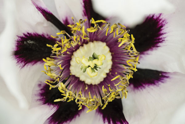 Προτάσεις για διακόσμησηΟ πίνακας σε καμβά FLOC-199 ενσωματώνει εκλεπτυσμένα λουλούδια με μοντέρνα πινελιά, καθιστώντας τον ιδανικό για πολλαπλούς διάκοσμους χώρων. Σε ένα κλασικό περιβάλλον, οι αριστοκρατικές αποχρώσεις των λουλουδιών προσδίδουν μια αίσθηση κομψότητας και ανακτορικής χλιδής. Σε μοντέρνους χώρους, οι καθαρές γραμμές και η αρμονική χρωματική παλέτα του πίνακα δημιουργούν μια γέφυρα μεταξύ μινιμαλισμού και ζεστασιάς, καλύπτοντας ένα ευρύ φάσμα αισθητικών επιλογών. Σε έναν μινιμαλιστικό χώρο, τα απλά αλλά εντυπωσιακά σχέδια του πίνακα προσθέτουν μια πνοή φυσικής ομορφιάς χωρίς να επιβαρύνουν την καθαρότητα του χώρου.Λίγα λόγια για τον πίνακαΟ FLOC-199 είναι ένας πίνακας που αποτυπώνει την ομορφιά της φύσης μέσω της σύγχρονης τέχνης. Οι λεπτές και απαλοί τόνοι με τα έντονα πολύχρωμα λουλούδια δημιουργούν μια αίσθηση ισορροπίας και ειρήνης. Η προσεκτική χρήση του φωτός και της σκιάς παίζει κρίσιμο ρόλο στη μεταφορά των υφών, προσδίδοντας βάθος και ζωντάνια στο έργο. Το θέμα του πίνακα αντλεί έμπνευση από την επαφή του ανθρώπου με τη φύση, την αρμονία και την ανανέωση που προσφέρει η φύση. Η αρμονική αντίθεση των χρωμάτων και οι πινελιές δημιουργούν απαλές καμπύλες που προσκαλούν το μάτι να περιηγηθεί στα μονοπάτια του πίνακα.Η καλλιτεχνική απόδοση του FLOC-199 εστιάζει στη μεταμόρφωση της απλής εικόνας των λουλουδιών σε μια ζωντανή και δυναμική σύνθεση που προκαλεί συναισθήματα ευτυχίας και αγνότητας. Η φρέσκια και αναζωογονητική ατμόσφαιρά του πίνακα παραπέμπει σε ανοιξιάτικες μέρες, ξυπνώντας αναμνήσεις ευτυχίας και ειρήνης. Μεταφέρει μια βαθιά αίσθηση ηρεμίας και γαλήνης, καθιστώντας το ένα κεντρικό κομμάτι για οποιονδήποτε χώρο που επιθυμεί μια ανάσα φυσικού κάλλους και συναισθηματικής ανακούφισης.Ψηφιακή εκτύπωση σε καμβά. Ο καμβάς είναι υψηλής ποιότητας, ειδικός για ψηφιακή εκτύπωση που αναδεικνύει τα χρώματα. Είναι ιδανικός για διακόσμηση εσωτερικών χώρων. Παραλαμβάνετε τον πίνακα με την ψηφιακή εκτύπωση καμβά, τελαρωμένο σε τελάρο από ανθεκτικό ξύλο 2εκ, στη διάσταση που θέλετε.