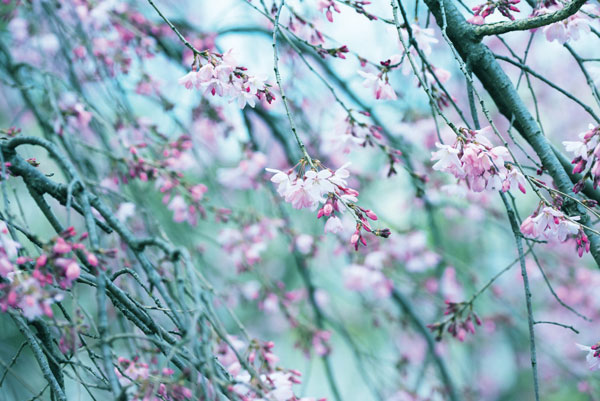 Προτάσεις για διακόσμησηΟ πίνακας σε καμβά FLOC-205 μπορεί να ενσωματωθεί αρμονικά σε διάφορα στυλ διακόσμησης, προσφέροντας μια εκλεπτυσμένη αίσθηση στον χώρο. Στη μοντέρνα διακόσμηση, τα ευαίσθητα άνθη και οι απαλές αποχρώσεις μπορούν να προσθέσουν μια νότα φυσικής ανάσας, ενώ στον μινιμαλιστικό χώρο λειτουργούν ως κεντρικό θέαμα, τονίζοντας την καθαρότητα και απλότητα του χώρου. Στους κλασικούς διακανονισμούς, οι λεπτομερείς αναπαραστάσεις και η φυσική ομορφιά των λουλουδιών ενισχύουν την αίσθηση της παράδοσης και της τέχνης, προσθέτοντας ένα μοναδικό στοιχείο που δένει με τα παραδοσιακά σχέδια και τον ζεστό φωτισμό.Λίγα λόγια για τον πίνακαΟ πίνακας FLOC-205 αποτελεί μια ψηφιακή εκτύπωση υψηλής ακρίβειας σε καμβά, αναδεικνύοντας τη μαγεία και τη λεπτομέρεια της φύσης. Οι θερμές αποχρώσεις του, σε συνδυασμό με την τέλεια αντίθεση φωτός και σκιάς, δημιουργούν μια αρμονία που αιχμαλωτίζει το βλέμμα. Η επιμελής αναπαράσταση των λουλουδιών αποπνέει ρομαντισμό και ηρεμία, δημιουργώντας μια αίσθηση ζωντάνιας και φρεσκάδας. Το συγκεκριμένο έργο διερευνά την απλότητα και την πολυπλοκότητα της φύσης, ενώ η υφή του καμβά προσθέτει βάθος και διάσταση, κάνοντας τον πίνακα πιο ζωντανό και επιδραστικό.Τα κομψά λουλούδια στον πίνακα προσφέρουν μια αίσθηση ηρεμίας και φυσικότητας, δημιουργώντας ένα γαλήνιο περιβάλλον. Αυτή η ζωντανή απεικόνιση της φύσης μπορεί να προκαλέσει συναισθήματα χαλάρωσης και εκτίμησης για τις μικρές, αλλά όμορφες λεπτομέρειες γύρω μας. Ο παρατηρητής μπορεί να νιώσει μια σύνδεση με τη φύση, καθώς το έργο αναδεικνύει την ανεκτίμητη ομορφιά του φυσικού κόσμου, εμπνέοντας την σαγήνη και την εσωτερική γαλήνη.Ψηφιακή εκτύπωση σε καμβά. Ο καμβάς είναι υψηλής ποιότητας, ειδικός για ψηφιακή εκτύπωση που αναδεικνύει τα χρώματα. Είναι ιδανικός για διακόσμηση εσωτερικών χώρων. Παραλαμβάνετε τον πίνακα με την ψηφιακή εκτύπωση καμβά, τελαρωμένο σε τελάρο από ανθεκτικό ξύλο 2εκ, στη διάσταση που θέλετε.