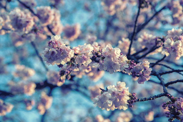 Προτάσεις για διακόσμησηΑυτός ο εκπληκτικός πίνακας σε καμβά με θέμα τα λουλούδια αποτελεί μια εξαίσια προσθήκη για κάθε εσωτερικό χώρο. Μπορεί να ενσωματωθεί εύκολα σε μοντέρνα διακόσμηση, προσφέροντας έναν φρέσκο και φυσικό χρωματικό τόνο. Το κλασικό στυλ μπορεί να ωφεληθεί από τη χάρη και την κομψότητα των λουλουδιών, ενώ ο μινιμαλιστικός χώρος μπορεί να βρει σε αυτόν τον πίνακα ένα κεντρικό σημείο ενδιαφέροντος που θα προσελκύει τα βλέμματα, χωρίς να επιβαρύνει την καθαρότητα του σχεδιασμού.Λίγα λόγια για τον πίνακαΟ πίνακας σε καμβά FLOC-206 αποτυπώνει με μοναδικό τρόπο την ομορφιά της φύσης. Οι εικονιζόμενες επιφάνειες δημιουργούν ένα διαρκές παιχνίδισμα ανάμεσα στο φως και τη σκιά, προσθέτοντας βάθος και διάσταση στην εικόνα. Η τεχνική ανάλυση αποκαλύπτει μια αριστοτεχνική χρήση των χρωμάτων και των πινελιών, όπου οι αποχρώσεις συνδυάζονται άριστα για να δημιουργήσουν μια αρμονική και ζωντανή σύνθεση. Τα λουλούδια συμβολίζουν την αναγέννηση και την αναζωογόνηση, προσδίδοντας έναν αέρα ελπίδας και αισιοδοξίας.Η σύνθεση του πίνακα συγκεντρώνει την προσοχή στην ευαίσθητη ομορφιά των λουλουδιών, ενώ μεταφέρει μια βαθιά αίσθηση γαλήνης και ηρεμίας. Το θεατή, καθιστώντας τον κοινωνό της απλότητας και της φυσικής κομψότητας που εκπέμπει το έργο. Με τη ζωντάνια των χρωμάτων και τις λεπτομέρειες της απόδοσης, καλεί το κοινό να εξερευνήσει τις αποχρώσεις του, προσφέροντας μια αξέχαστη συναισθηματική εμπειρία.Ψηφιακή εκτύπωση σε καμβά. Ο καμβάς είναι υψηλής ποιότητας, ειδικός για ψηφιακή εκτύπωση που αναδεικνύει τα χρώματα. Είναι ιδανικός για διακόσμηση εσωτερικών χώρων. Παραλαμβάνετε τον πίνακα με την ψηφιακή εκτύπωση καμβά, τελαρωμένο σε τελάρο από ανθεκτικό ξύλο 2εκ, στη διάσταση που θέλετε.