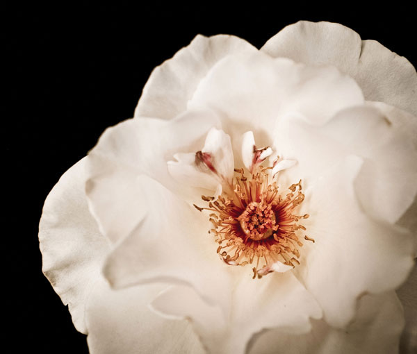 Προτάσεις για διακόσμησηΟ πίνακας σε καμβά FLOC-208 αποτελεί μια εξαιρετική προσθήκη για κάθε εσωτερικό χώρο, ανεξαρτήτως του στυλ διακόσμησης. Σε έναν μοντέρνο ή μινιμαλιστικό χώρο, οι αποχρώσεις των λουλουδιών δημιουργούν μια ευχάριστη αντίθεση με τα συνήθως ουδέτερα χρώματα της διακόσμησης, κάνοντας τον χώρο πιο ζωντανό. Για κλασικούς ή ρομαντικούς χώρους, ο πίνακας σε καμβά προσδίδει μια αίσθηση ρομαντισμού και νοσταλγίας, αναδεικνύοντας το χώρο με την όμορφη λεπτομέρεια και τα απαλά χρώματα των λουλουδιών.Λίγα λόγια για τον πίνακαΟ πίνακας FLOC-208 απεικονίζει μια υπέροχη σύνθεση λουλουδιών, συνδυάζοντας απαλές και ζωντανές αποχρώσεις που περιπλέκονται μαγευτικά. Οι λεπτές πινελιές και οι υφές προδίδουν προσοχή στη λεπτομέρεια, δίνοντας μια ευχάριστη αρμονία στο σύνολο. Τα κομψά σχήματα και οι φυσικές γραμμές των λουλουδιών προσδίδουν βάθος και κίνηση, ενώ η προσεκτική χρήση του χρώματος δημιουργεί έναν δυνατό συναισθηματικό δεσμό με τον θεατή. Ο συμβολισμός των λουλουδιών μπορεί να παραπέμπει σε συναισθήματα αγάπης, χαράς ή ακόμη και ανανέωσης.Ο πίνακας αποπνέει μια αίσθηση ηρεμίας και φυσικής ομορφιάς. Μεταφέρει μια βαθιά αίσθηση της φύσης και δημιουργεί ένα συναισθηματικό ταξίδι μέσω της ισορροπημένης παλέτας χρωμάτων και των λεπτομερειών στα σχέδια των λουλουδιών. Οι θεατές ενδέχεται να αισθανθούν γαλήνη και αναζωογόνηση, ενώ παράλληλα τους προκαλεί να εξερευνήσουν τη δική τους σχέση με τη φύση και την τέχνη.Ψηφιακή εκτύπωση σε καμβά. Ο καμβάς είναι υψηλής ποιότητας, ειδικός για ψηφιακή εκτύπωση που αναδεικνύει τα χρώματα. Είναι ιδανικός για διακόσμηση εσωτερικών χώρων. Παραλαμβάνετε τον πίνακα με την ψηφιακή εκτύπωση καμβά, τελαρωμένο σε τελάρο από ανθεκτικό ξύλο 2εκ, στη διάσταση που θέλετε.