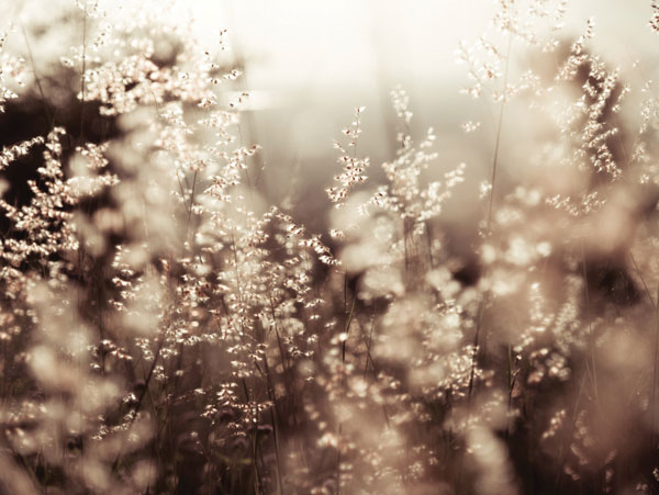 Προτάσεις για διακόσμησηΟ πίνακας σε καμβά FLOC-211 είναι ιδανικός για να προσθέσετε ένα άγγιγμα φρεσκάδας και ζωντάνιας σε κάθε εσωτερικό χώρο. Με το θέμα των λουλουδιών και τις πλούσιες αποχρώσεις του, μπορεί να ενσωματωθεί σε διάφορα στυλ διακόσμησης. Σε ένα κλασικό περιβάλλον, μπορεί να λειτουργήσει σαν κεντρικό σημείο στο σαλόνι ή την τραπεζαρία, δίνοντας μια διαχρονική αίσθηση στο χώρο. Σε ένα μοντέρνο ή μινιμαλιστικό δωμάτιο, μπορεί να προσθέσει χρώμα και ζωντάνια, αναδεικνύοντας έναν χώρο με ουδέτερες αποχρώσεις. Ο πίνακας αυτός είναι ιδανικός και για επαγγελματικούς χώρους, όπως γραφεία ή αίθουσες συνεδριάσεων, δημιουργώντας έναν ευχάριστο και υποβλητικό τόνο.Λίγα λόγια για τον πίνακαΗ δημιουργία αυτή είναι μια φωτογραφία που απεικονίζει λουλούδια, δίνοντας έμφαση στη φύση και τη ζωντάνια της. Τα χρώματα είναι ζωντανά και οι αποχρώσεις τους απόλυτα εναρμονισμένες, δημιουργώντας μια σύνθεση που είναι ευχάριστη και χαλαρωτική. Η προσεκτική εξισορρόπηση των φωτεινών και σκούρων περιοχών προσδίδει βάθος και διάσταση, ενώ η αλληλεπίδραση του φωτός προσθέτει ένα στοιχείο ελπίδας και δημιουργίας. Μέσα από την απαλή υφή της επιφάνειας του καμβά, μπορείτε να διακρίνετε κάθε λεπτομέρεια του θέματος, προσφέροντας έτσι μια μοναδική αίσθηση πραγματικότητας.Ο πίνακας FLOC-211 προκαλεί μια αίσθηση ηρεμίας και αναζωογόνησης. Περιβάλλει τον θεατή με μια ατμόσφαιρα φωτεινότητας και φρεσκάδας, ενώ τα λουλούδια φαίνεται να χαιρετούν απαλά, προσκαλώντας τον να συνδεθεί με τη φύση. Αυτή η καλλιτεχνική απόδοση των λουλουδιών όχι μόνο διακοσμεί αλλά και μεταφέρει μια βαθιά αίσθηση αρμονίας και γαλήνης. Κάθε παρατήρηση του πίνακα φέρνει νέες σκέψεις και συναισθήματα, κάνοντας τον ιδανικό για να ανανεώσει όχι μόνο τον χώρο αλλά και το πνεύμα.Ψηφιακή εκτύπωση σε καμβά. Ο καμβάς είναι υψηλής ποιότητας, ειδικός για ψηφιακή εκτύπωση που αναδεικνύει τα χρώματα. Είναι ιδανικός για διακόσμηση εσωτερικών χώρων. Παραλαμβάνετε τον πίνακα με την ψηφιακή εκτύπωση καμβά, τελαρωμένο σε τελάρο από ανθεκτικό ξύλο 2εκ, στη διάσταση που θέλετε.