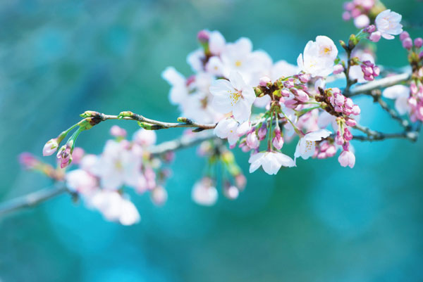 Προτάσεις για διακόσμησηΟ πίνακας σε καμβά FLOC-213 αποτελεί μια εκλεπτυσμένη προσθήκη σε οποιονδήποτε χώρο, προσφέροντας την απαράμιλλη ομορφιά των λουλουδιών. Οι αποχρώσεις του είναι εξαιρετικά διακριτικές, με απαλά χρώματα που μπορούν να ενσωματωθούν άψογα σε κλασικό ή μινιμαλιστικό στυλ διακόσμησης. Ένας τόσο κομψός πίνακας μπορεί να τοποθετηθεί σε διάφορους χώρους, από το σαλόνι έως την κρεβατοκάμαρα, συμβάλλοντας στη δημιουργία μιας ατμόσφαιρας που αποπνέει φρεσκάδα και ηρεμία. Η χρήση του μπορεί ακόμα να αναδείξει και πιο μοντέρνα στυλ, προσφέροντας μία νότα κομψότητας μέσω των λεπτών γραμμών και της καλαίσθητης απόδοσης των λουλουδιών.Λίγα λόγια για τον πίνακαΟ πίνακας FLOC-213, με τον κωδικό 83684, προσφέρει μια απαλή και ρομαντική απεικόνιση λουλουδιών που ζωντανεύουν μέσω των επιδέξιων πινελιών. Οι λεπτές αποχρώσεις του προσφέρουν μια αρμονική σύνθεση, αποδίδοντας άριστα την αίσθηση του φυσικού φωτός και της υφής των πετάλων. Είναι μια φωτογραφική αποτύπωση που εστιάζει στις λεπτομέρειες και το βάθος, προσφέροντας μια ξεχωριστή εμπειρία στον θεατή. Το κομμάτι αποπνέει μια διαχρονική κομψότητα και λειτουργεί ως υπενθύμιση της φευγαλέας ομορφιάς της φύσης.Ο πίνακας δημιουργεί μια αίσθηση ηρεμίας και στοχαστικότητας, προσφέροντας στον θεατή την ευκαιρία να χαθεί στη λεπτομέρεια των λουλουδιών. Η φωτογραφική κοντινότητα ενισχύει αυτή τη σύνδεση με τη φύση, προκαλώντας συναισθήματα νοσταλγίας και γλυκιάς μελαγχολίας. Η απλότητα της σύνθεσης αποπνέει μια διακριτική κομψότητα που μπορεί να μεταφερθεί άνετα από το φυσικό περιβάλλον στον εσωτερικό χώρο, συνδέοντας τον θεατή με τη διαχρονική ομορφιά του φυσικού κόσμου.Ψηφιακή εκτύπωση σε καμβά. Ο καμβάς είναι υψηλής ποιότητας, ειδικός για ψηφιακή εκτύπωση που αναδεικνύει τα χρώματα. Είναι ιδανικός για διακόσμηση εσωτερικών χώρων. Παραλαμβάνετε τον πίνακα με την ψηφιακή εκτύπωση καμβά, τελαρωμένο σε τελάρο από ανθεκτικό ξύλο 2εκ, στη διάσταση που θέλετε.
