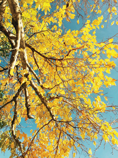 Προτάσεις για διακόσμησηΟ πίνακας σε καμβά FLOC-215 με το θέμα των λουλουδιών προσφέρει μια διάθεση φρεσκάδας και ζωντάνιας, ιδανική για ενσωμάτωση σε διάφορους διακοσμητικούς χώρους. Σε έναν κλασικό εσωτερικό χώρο, μπορεί να τοποθετηθεί πάνω από μια ξύλινη ή μαρμάρινη κονσόλα, προσθέτοντας μια ρομαντική νότα και ενισχύοντας την αίσθηση της παράδοσης. Σε έναν μοντέρνο ή μινιμαλιστικό χώρο, οι καθαρές γραμμές και οι απλές αποχρώσεις της υπόλοιπης επίπλωσης μπορούν να αναδειχθούν από το φυσικό και οργανικό μοτίβο του πίνακα, προσφέροντας μια αντίθεση που μαγνητίζει το βλέμμα.Λίγα λόγια για τον πίνακαΑυτός ο πίνακας αποτυπώνει την ευαισθησία και την ομορφιά των λουλουδιών με μια σύγχρονη προσέγγιση στην τέχνη της ζωγραφικής σε καμβά. Η χρήση λεπτών και καλοδουλεμένων πινελιών δημιουργεί απαλά περάσματα φωτός που παίζουν με τις αποχρώσεις του ροζ, του λευκού και του πράσινου. Αυτή η χρωματική παλέτα δίνει στον πίνακα μια αίσθηση ρομαντισμού και αγνότητας, αναδεικνύοντας τη χαρά και την αναγέννηση της φύσης. Το θέμα εδώ εξετάζει την αντανάκλαση της φύσης πάνω στις ανθρώπινες αισθήσεις, ενθαρρύνοντας το θεατή να εκτιμήσει τις λεπτομέρειες και τις λεπτές αποχρώσεις.Με τη ζεστασιά και την αισθητική του, ο FLOC-215 δημιουργεί μια αίσθηση ηρεμίας και συνδεσιμότητας με το φυσικό περιβάλλον. Αυτή η ένταση και η αρμονία ανάμεσα στα χρώματα και τις υφές μπορούν να προκαλέσουν συναισθήματα ευεξίας και νοσταλγίας. Ο σχεδιασμός του καμβά επιτρέπει στο κάθε λουλούδι να ξεχωρίζει, μεταφέροντας μια βαθιά αίσθηση αρμονίας και ισορροπίας, που κατευθύνει τη σκέψη του θεατή προς το καλλιτεχνικό και φυσικό παρασκήνιο.Ψηφιακή εκτύπωση σε καμβά. Ο καμβάς είναι υψηλής ποιότητας, ειδικός για ψηφιακή εκτύπωση που αναδεικνύει τα χρώματα. Είναι ιδανικός για διακόσμηση εσωτερικών χώρων. Παραλαμβάνετε τον πίνακα με την ψηφιακή εκτύπωση καμβά, τελαρωμένο σε τελάρο από ανθεκτικό ξύλο 2εκ, στη διάσταση που θέλετε.