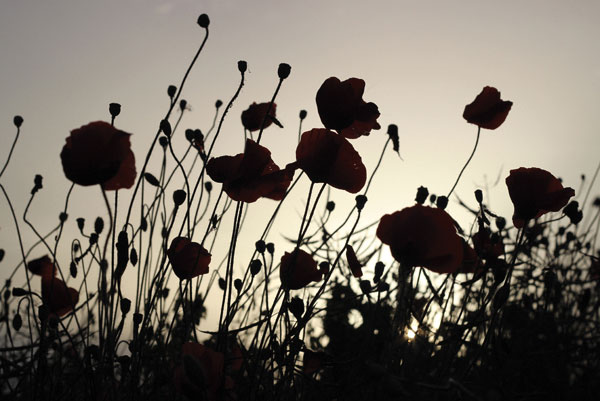 Προτάσεις για διακόσμησηΑυτός ο πίνακας σε καμβά με τον κωδικό 83688 και θέμα λουλούδια, μπορεί να προσαρμοστεί σε διάφορα στυλ διακόσμησης, φέροντας μια αίσθηση φρεσκάδας και ζωντάνιας στο χώρο. Στο πλαίσιο ενός κλασικού στυλ, ο πίνακας μπορεί να τοποθετηθεί σε χρυσοποίκιλτες κορνίζες, δημιουργώντας έναν εκλεπτυσμένο και πολυτελή τόνο. Για τους λάτρεις του μοντέρνου στυλ, το τολμηρό σχέδιο και τα φωτεινά χρώματα θα συμπληρώσουν ιδανικά λιτές και γεωμετρικές γραμμές, αναδεικνύοντας την αισθητική του χώρου. Σε μινιμαλιστικούς χώρους, η λεπτότητα των λουλουδιών προσδίδει μια ζεν ηρεμία, λειτουργώντας ως κεντρικό σημείο που συνδέει την καθαρότητα με την φύση.Λίγα λόγια για τον πίνακαΟ πίνακας δημιουργήθηκε με έμφαση στην απλότητα αλλά και στην ένταση των στοιχείων που αποκαλύπτει. Τα ζωντανά χρώματα των λουλουδιών αξιοποιούν την πλήρη γκάμα των φυσικών αποχρώσεων, δείχνοντας την αρμονία και την ποικιλότητα που μπορούμε να συναντήσουμε στη φύση. Η φωτογραφία αποπνέει δυναμισμό μέσω των φωτεινών πινελιών και εκφραστικών υφών, που συνδυάζονται για να δημιουργήσουν ένα σκηνικό ζωντανό και φυσικό. Η επιλογή των λουλουδιών προβάλλει ένα αίσθημα αισιοδοξίας και νέας αρχής, συμβολίζοντας τόσο την αναγέννηση όσο και την αγνότητα.Ο συγκεκριμένος πίνακας σε καμβά απευθύνεται σε θεατές που εκτιμούν την ομορφιά της φύσης και την αμεσότητα της στιγμής. Η φωτογραφία μεταφέρει μια βαθιά αίσθηση γαλήνης και ομορφιάς, λειτουργώντας ως μονοπάτι για την εσωτερική ηρεμία. Το βλέμμα παγιδεύεται στην λεπτομέρεια κάθε πέταλου, καλλιεργώντας με τον τρόπο αυτόν μια εσωτερική σύνδεση με το έργο και προκαλώντας συναισθήματα χαράς και ευφορίας.Ψηφιακή εκτύπωση σε καμβά. Ο καμβάς είναι υψηλής ποιότητας, ειδικός για ψηφιακή εκτύπωση που αναδεικνύει τα χρώματα. Είναι ιδανικός για διακόσμηση εσωτερικών χώρων. Παραλαμβάνετε τον πίνακα με την ψηφιακή εκτύπωση καμβά, τελαρωμένο σε τελάρο από ανθεκτικό ξύλο 2εκ, στη διάσταση που θέλετε.