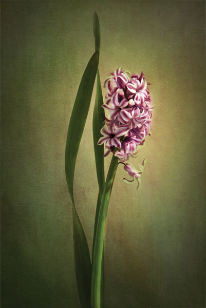 Προτάσεις για διακόσμησηΟ όμορφος πίνακας σε καμβά με τίτλο FLOC-221 μπορεί να ενσωματωθεί σε διάφορους εσωτερικούς χώρους και διακοσμητικά στυλ. Σε ένα κλασικό περιβάλλον, οι λεπτομέρειες των λουλουδιών και οι απαλές αποχρώσεις του προσφέρουν κομψότητα και ζεστασιά. Για ένα μοντέρνο σαλόνι, αποτελεί ένα φρέσκο και ζωντανό κομμάτι που εμπλουτίζει το χώρο με την καλλιτεχνική του έκφραση. Σε ένα μινιμαλιστικό περιβάλλον, ο πίνακας προσθέτει μια νότα φυσικής ομορφιάς, αναδεικνύοντας την απλότητα και την αίσθηση γαλήνης.Λίγα λόγια για τον πίνακαΟ FLOC-221 είναι μια εκπληκτική απεικόνιση ταξιανθιών που αποπνέουν φυσική αρμονία. Η σύνθεση του πίνακα, που έχει ως βάση τη ζωγραφική, αναδεικνύει έναν αρμονικό συνδυασμό φωτεινών και απαλοπαθών αποχρώσεων. Οι υφές και οι ακριβείς πινελιές δημιουργούν βάθος και ζωντάνια στα λουλούδια, υπογραμμίζοντας τη λεπτότητα των ανθών. Η χρήση του φωτός, σε συνδυασμό με τις αποχρώσεις που κυμαίνονται απ'' το απαλό ροζ μέχρι το ζεστό λευκό, επιτρέπει στην εικόνα να φαίνεται ζωντανή και γεμάτη ενέργεια, ενώ ταυτόχρονα συμβολίζει την ελπίδα και την ανανέωση.Ο πίνακας FLOC-221 δημιουργεί μια αίσθηση ηρεμίας και φυσικής ευφορίας. Προκαλεί τον θεατή να αισθανθεί τη σύνδεση με τη φύση και την αγνότητα των λουλουδιών, ενεργοποιώντας συναισθήματα χαράς και γαλήνης. Εμπλουτίζει την ατμόσφαιρα του χώρου με την ιστορία της άνοιξης και της αναγέννησης, επαναφέροντας τον σε έναν κόσμο όπου η φύση πρωταγωνιστεί με την ομορφιά και την απλότητά της.Ψηφιακή εκτύπωση σε καμβά. Ο καμβάς είναι υψηλής ποιότητας, ειδικός για ψηφιακή εκτύπωση που αναδεικνύει τα χρώματα. Είναι ιδανικός για διακόσμηση εσωτερικών χώρων. Παραλαμβάνετε τον πίνακα με την ψηφιακή εκτύπωση καμβά, τελαρωμένο σε τελάρο από ανθεκτικό ξύλο 2εκ, στη διάσταση που θέλετε.