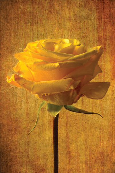 Προτάσεις για διακόσμησηΟ πίνακας σε καμβά FLOC-222 μπορεί να ενσωματωθεί αρμονικά σε διάφορα στυλ διακόσμησης. Σε ένα κλασικό χώρο, οι φυσικές αποχρώσεις του και η ευγενική κίνησή τους προσθέτουν μια αίσθηση κομψότητας, ενώ αναδεικνύουν την διαχρονική ομορφιά των λουλουδιών. Σε ένα μοντέρνο σαλόνι, το έργο μπορεί να αποτελεί το κεντρικό στοιχείο, προσφέροντας μια έκρηξη φυσικής ενέργειας και ζωντάνιας. Στο πλαίσιο ενός μινιμαλιστικού χώρου, ο πίνακας προσθέτει την τέλεια δόση χρώματος χωρίς να φορτώνει το περιβάλλον, δημιουργώντας μια ισορροπημένη και ευχάριστη αισθητική.Λίγα λόγια για τον πίνακαΟ πίνακας FLOC-222 αποτελεί μια εξαιρετική φωτογραφική αναπαράσταση μιας ανθισμένης σύνθεσης. Ο καλλιτέχνης έχει χρησιμοποιήσει συγχρονισμένες αποχρώσεις και φωτισμό, προσδίδοντας στα λουλούδια μια αληθινά μαγευτική μορφή. Η λεπτομερής απεικόνιση των λουλουδιών δίνει έμφαση στην καθαρότητα και τη φυσική τους ομορφιά, ενώ το απαλό παιχνίδισμα των φωτεινών και σκοτεινών τόνων αποτυπώνει την πολυπλοκότητα της φύσης στην πιο απλή της έκφραση. Οι χρωματικές αρμονίες δημιουργούν έναν πίνακα που εκπέμπει φρεσκάδα και ζωντάνια.Η ατμόσφαιρα που αποπνέει αυτός ο πίνακας σε καμβά είναι έντονα συνδεδεμένη με την αίσθηση της ανανέωσης και της φυσικής ομορφιάς. Προσφέρει στον θεατή μια αίσθηση ηρεμίας και ευφορίας, προκαλώντας ταυτόχρονα την επιθυμία για σύνδεση με τη φύση. Η φωτογραφική καθαρότητα του έργου προσκαλεί σε μια διαρκή παρατήρηση των λεπτομερειών, καλλιεργώντας την εκτίμηση της τέχνης και της φύσης.Ψηφιακή εκτύπωση σε καμβά. Ο καμβάς είναι υψηλής ποιότητας, ειδικός για ψηφιακή εκτύπωση που αναδεικνύει τα χρώματα. Είναι ιδανικός για διακόσμηση εσωτερικών χώρων. Παραλαμβάνετε τον πίνακα με την ψηφιακή εκτύπωση καμβά, τελαρωμένο σε τελάρο από ανθεκτικό ξύλο 2εκ, στη διάσταση που θέλετε.