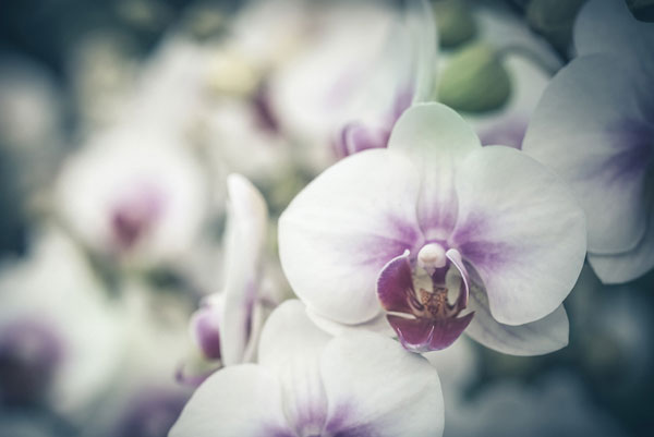 Προτάσεις για διακόσμησηΟ πίνακας σε καμβά FLOC-223 είναι ένα κομψό έργο τέχνης που μπορεί να ενσωματωθεί εύκολα σε ποικίλα στυλ διακόσμησης. Στον κλασικό χώρο, οι απαλές αποχρώσεις των λουλουδιών του πίνακα λειτουργούν ως τέλειο αντίβαρο σε βαριά ξύλινα έπιπλα και πλούσια υφάσματα, ενώ σε έναν μοντέρνο χώρο, οι καθαρές γραμμές και τα φωτεινά χρώματα αναδεικνύουν την ομορφιά του πίνακα. Ο μινιμαλιστικός διάκοσμος επωφελείται από τον πίνακα με τον ιδιαίτερο σχεδιασμό του, προσδίδοντας μια διακριτική αλλά εντυπωσιακή πινελιά που αντανακλά την αγάπη για τη φυσική ομορφιά.Λίγα λόγια για τον πίνακαΟ FLOC-223 είναι φωτογραφία εκτύπωσης σε καμβά που ανήκει στην κατηγορία «Λουλούδια». Αποτυπώνει με ενάργεια την απλότητα και ταυτόχρονα την πολυπλοκότητα της φυσικής ομορφιάς. Οι ζωηρές, αλλά ταυτόχρονα φυσικές αποχρώσεις των πετάλων αναμειγνύονται αρμονικά με τους πιο ουδέτερους τόνους του υποβάθρου. Η υφή του καμβά προσθέτει βάθος και αναδεικνύει τις λεπτές γραμμές, θυμίζοντας πίνακα ζωγραφικής. Το θέμα του πίνακα περιλαμβάνει μια προσεκτικά μελετημένη σύνθεση που προάγει την ισορροπία και την ηρεμία.Η εικόνα στον πίνακα δημιουργεί μια αίσθηση φρεσκάδας και ανανέωσης, σαν μια γλυκιά άνοιξη να έχει κάνει το βήμα της μέσα στον χώρο. Το καλλιτεχνικό στυλ αποπνέει γαλήνη, προσκαλώντας τον θεατή να στοχαστεί την ομορφιά και την παροδικότητα της φύσης. Η φωτογραφία προβάλλει έναν ρομαντισμό που μεταφέρει το θεατή σε έναν κόσμο γεμάτο από ανθισμένα τοπία και γαλήνια συναισθήματα.Ψηφιακή εκτύπωση σε καμβά. Ο καμβάς είναι υψηλής ποιότητας, ειδικός για ψηφιακή εκτύπωση που αναδεικνύει τα χρώματα. Είναι ιδανικός για διακόσμηση εσωτερικών χώρων. Παραλαμβάνετε τον πίνακα με την ψηφιακή εκτύπωση καμβά, τελαρωμένο σε τελάρο από ανθεκτικό ξύλο 2εκ, στη διάσταση που θέλετε.