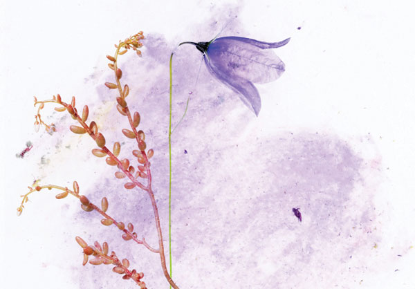 Προτάσεις για διακόσμησηΟ παραπάνω πίνακας σε καμβά με το κωδικό FLOC-226 ενσωματώνει με μαεστρία την ακρίβεια της φωτογραφίας με τη γοητεία των ανθισμένων λουλουδιών. Οι απαλοί και φυσικοί χρωματισμοί του μπορούν να ενσωματωθούν τέλεια σε μια ποικιλία στυλ διακόσμησης. Σε ένα κλασικό σαλόνι, προσθέτει μια διακριτική πινελιά κομψότητας, ενώ σε έναν μοντέρνο ή μινιμαλιστικό χώρο από γραμμές και φόρμες, εισάγει μια ανάλαφρη ανάσα φυσικής αίσθησης. Η φρεσκάδα και η ζωντάνια των λουλουδιών μπορούν να αναδείξουν οποιοδήποτε εσωτερικό, δημιουργώντας μια ζεστή και καλωσοριστική ατμόσφαιρα.Λίγα λόγια για τον πίνακαΟ πίνακας FLOC-226, όντας ένα δημιούργημα της τέχνης της φωτογραφίας, διακρίνεται από την ευκρίνεια και την πολυπλοκότητα των λεπτομερειών του. Υιοθετεί σύγχρονη τεχνική ψηφιακής εκτύπωσης, που εξασφαλίζει την άριστη απόδοση των ποιοτικών χρωμάτων και της υφής, δίνοντας την αίσθηση της διάρκειας και της ανθεκτικότητας στο χρόνο. Το θέμα περιστρέφεται γύρω από την ομορφιά και την αυθορμητισμό της φύσης, προσφέροντας μια ματιά στη σχέση του ανθρώπου με το περιβάλλον του. Οι χρωματικές αποχρώσεις συνεργάζονται αρμονικά, δημιουργώντας μια αίσθηση ισορροπίας και γαλήνης.Η επαγγελματική τέχνη της φωτογραφίας που αποτυπώνεται στον πίνακα σε καμβά αυτό, προσφέρει μια εξαιρετική αίσθηση ηρεμίας και αναζωογόνησης. Οι λεπτομέρειες των λουλουδιών προσδίδουν μια αίσθηση φρεσκάδας, που μπορεί να ενθουσιάσει τον παρατηρητή και να προκαλέσει σκέψεις για την πανέμορφη απλότητα της φυσικής ομορφιάς. Η εικόνα μπορεί να προκαλέσει συναισθήματα που κυμαίνονται από γλυκιά νοσταλγία έως βαθιά εσωτερική γαλήνη, ενώ παράλληλα συνδέει τον θεατή με τη φυσική ομορφιά του περιβάλλοντος.Ψηφιακή εκτύπωση σε καμβά. Ο καμβάς είναι υψηλής ποιότητας, ειδικός για ψηφιακή εκτύπωση που αναδεικνύει τα χρώματα. Είναι ιδανικός για διακόσμηση εσωτερικών χώρων. Παραλαμβάνετε τον πίνακα με την ψηφιακή εκτύπωση καμβά, τελαρωμένο σε τελάρο από ανθεκτικό ξύλο 2εκ, στη διάσταση που θέλετε.