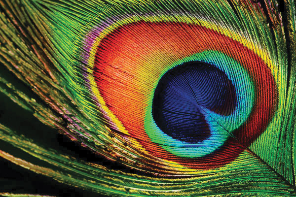 Προτάσεις για διακόσμησηΟ πίνακας σε καμβά με την κωδική ονομασία FLOZ-231 προσφέρει μια κομψή και διαχρονική προσθήκη σε οποιοδήποτε χώρο. Οι αποχρώσεις και τα λουλουδάτα μοτίβα του είναι ιδανικά για να ενσωματωθούν σε κλασικό στυλ διακόσμησης, προσθέτοντας ρομαντισμό και φρεσκάδα. Σε έναν μοντέρνο χώρο, οι λεπτομέρειες του πίνακα μπορούν να λειτουργήσουν ως σημείο αντίθεσης, ενισχύοντας τη συνολική αίσθηση με την φυσική ομορφιά του. Σε ένα μινιμαλιστικό περιβάλλον, το λιτό λουλουδάτο θέμα προάγει την ηρεμία και τη γαλήνη, χωρίς να αποσπά την προσοχή από τις καθαρές γραμμές και τις ουδέτερες αποχρώσεις.Λίγα λόγια για τον πίνακαΟ πίνακας FLOZ-231 αποτελεί φωτογραφία υψηλής ανάλυσης που αποτυπώνει τη φυσική κομψότητα και τη λεπτότητα των λουλουδιών. Η προσεκτική επιλογή των χρωμάτων - από τις απαλές ροζ και λευκές αποχρώσεις μέχρι τα βαθιά πράσινα φύλλα - δημιουργεί μια ισορροπημένη σύνθεση που ξεχωρίζει για την αρμονία της. Το θέμα αυτό ανήκει στην υποκατηγορία λουλουδιών, συνδυάζοντας φυσική ομορφιά με καλλιτεχνική ευαισθησία. Η φωτογραφική ακρίβεια φέρνει στον θεατή μια άμεση αίσθηση ζωντάνιας και λεπτομέρειας, καθιστώντας τον πίνακα εξαιρετικά ρεαλιστικό και συναρπαστικό.Ο πίνακας σε καμβά FLOZ-231 αποπνέει μια αίσθηση γαλήνης και ευεξίας. Η φυσική ομορφιά που αποτυπώνεται στον καμβά φέρνει τον θεατή πιο κοντά στη φύση, προσφέροντας μια ανάσα φρεσκάδας στο χώρο. Τα λουλούδια, πέρα από την αισθητική τους αξία, συμβολίζουν τη ζωή και την αναγέννηση, προφέροντας θετικά συναισθήματα και εντάσσοντας το θεατή σε μια ήσυχη και ευνοϊκή ψυχολογική κατάσταση. Με τη φωτογραφική του αισθητική, ο πίνακας καταφέρνει να δημιουργεί έναν διάλογο ανάμεσα στον θεατή και τη φύση, προωθώντας μια βαθιά αίσθηση σύνδεσης και ηρεμίας.Ψηφιακή εκτύπωση σε καμβά. Ο καμβάς είναι υψηλής ποιότητας, ειδικός για ψηφιακή εκτύπωση που αναδεικνύει τα χρώματα. Είναι ιδανικός για διακόσμηση εσωτερικών χώρων. Παραλαμβάνετε τον πίνακα με την ψηφιακή εκτύπωση καμβά, τελαρωμένο σε τελάρο από ανθεκτικό ξύλο 2εκ, στη διάσταση που θέλετε.