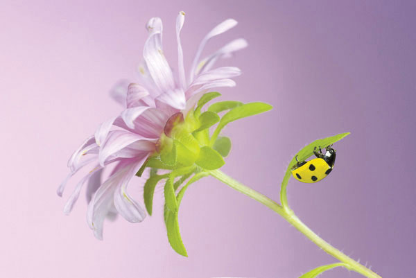 Προτάσεις για διακόσμησηΟ πίνακας σε καμβά FLOZ-239 με θέμα λουλούδια μπορεί να ενσωματωθεί σε διάφορους εσωτερικούς χώρους, προσφέροντας αισθήσεις που κυμαίνονται από την κλασική έως τη μοντέρνα διακόσμηση. Με τις χαλαρές του αποχρώσεις και την αρμονία των λουλουδιών, μπορεί να αναδείξει ένα παραδοσιακό σαλόνι εάν συνδυαστεί με έπιπλα αντίκες ή να προσφέρει μια γλυκιά αντίθεση σε ένα μινιμαλιστικό περιβάλλον. Επιπλέον, τοποθετημένος σε μια σύγχρονη τραπεζαρία, μπορεί να προσθέσει μια νότα φίνας φρεσκάδας ενώ στο χώρο εργασίας μπορεί να δημιουργήσει μια ήρεμη ατμόσφαιρα που ενισχύει την παραγωγικότητα.Λίγα λόγια για τον πίνακαΟ πίνακας FLOZ-239 αποτελεί μια φωτογραφική σύνθεση που αναδεικνύει την ομορφιά και τη λεπτομέρεια των λουλουδιών. Η ψηφιακή εκτύπωση επιτρέπει την ανάδειξη των ζωηρών αποχρώσεων, όπως τα κόκκινα και τα πράσινα, ενώ οι παραμικρές λεπτομέρειες αποδίδουν τη φινέτσα των πετάλων και των φύλλων. Συμβολικά, τα άνθη που απεικονίζονται μπορεί να εκφράζουν την αναγέννηση και την αισιοδοξία, ενώ η γενική σύνθεση προσφέρει μια αίσθηση ζωής και ανανέωσης στον θεατή.Η φωτογραφία προσφέρει μια καθηλωτική εμπειρία με τις λεπτομέρειες των λουλουδιών να αποπνέουν μια φυσική αρμονία και ισορροπία. Αυτή η συναισθηματική προσέγγιση μεταφέρει τον θεατή σε μια κατάσταση ηρεμίας και θαυμασμού. Ο καλλιτέχνης καταφέρνει να συνδέσει τον θεατή με το φυσικό κάλλος, δίνοντας την αίσθηση της άμεσης παρουσίας στον χώρο που απεικονίζεται. Ψηφιακή εκτύπωση σε καμβά. Ο καμβάς είναι υψηλής ποιότητας, ειδικός για ψηφιακή εκτύπωση που αναδεικνύει τα χρώματα. Είναι ιδανικός για διακόσμηση εσωτερικών χώρων. Παραλαμβάνετε τον πίνακα με την ψηφιακή εκτύπωση καμβά, τελαρωμένο σε τελάρο από ανθεκτικό ξύλο 2εκ, στη διάσταση που θέλετε.