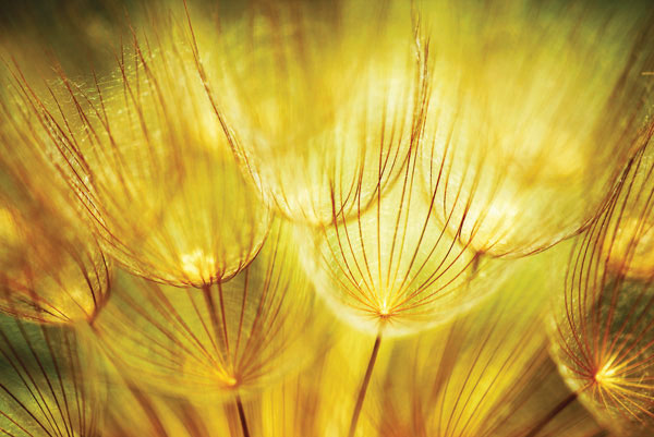 Προτάσεις για διακόσμησηΟ πίνακας σε καμβά FLOC-241 αναδεικνύει την ουσία της φύσης με την απεικόνιση λουλουδιών που προσθέτουν μια διακριτική αίσθηση φρεσκάδας και ζωής σε κάθε χώρο. Το διακριτικό του ύφος είναι ιδανικό για να ενσωματωθεί σε κλασικά στυλ διακόσμησης, όπου οι αυθεντικές, φυσικές αποχρώσεις μπορούν να συνδυαστούν με ξύλινα έπιπλα και θερμά χρώματα τοίχων. Σε μοντέρνους ή μινιμαλιστικούς χώρους, ο πίνακας μπορεί να λειτουργήσει ως το κεντρικό κομμάτι που δίνει ζωντάνια και προσθέτει μια λεπτή, οργανική αίσθηση, ισορροπώντας τη λιτότητα με μια πινελιά φυσικού κάλλους.Λίγα λόγια για τον πίνακαΑυτός ο πίνακας σε καμβά ξεχωρίζει για τη λεπτομερή απεικόνιση των λουλουδιών, αναδεικνύοντας κάθε πέταλο με έναν ήρεμο, γαλήνιο φωτισμό που αποπνέει αρμονία. Η τεχνική ψηφιακής εκτύπωσης επιτρέπει την πιστή αποτύπωση των λεπτοχρωμιών, με έντονες αλλά φυσικές αποχρώσεις που δίνουν ζωή στο έργο. Ο συμβολισμός των λουλουδιών εδώ μπορεί να αναφέρεται στην ανανέωση, την ελπίδα και τη φυσική ομορφιά, ενώ η χρήση του φωτός τονίζει την διαχρονική ομορφιά της φύσης. Ο τρόπος με τον οποίο η υφή του καμβά παντρεύεται με τις επεξεργασμένες λεπτομέρειες, προσθέτει μια διάσταση αφής που εντείνει τη συνολική αισθητική εμπειρία.Ο πίνακας δημιουργεί αίσθηση γαλήνης και ευεξίας, διατηρώντας μια διακριτική αλλά δυνατή σχέση με το θεατή. Προκαλεί μια συναισθηματική αντίδραση γεμάτη θετική ενέργεια και αναμνήσεις από στιγμές χαλάρωσης στη φύση. Ενσωματώνει την αρμονία της φύσης με τέτοιο τρόπο ώστε να προσφέρει μια αίσθηση σειριακής ισορροπίας και ηρεμίας, προκαλώντας την επιθυμία για χαλάρωση και αναστοχασμό.Ψηφιακή εκτύπωση σε καμβά. Ο καμβάς είναι υψηλής ποιότητας, ειδικός για ψηφιακή εκτύπωση που αναδεικνύει τα χρώματα. Είναι ιδανικός για διακόσμηση εσωτερικών χώρων. Παραλαμβάνετε τον πίνακα με την ψηφιακή εκτύπωση καμβά, τελαρωμένο σε τελάρο από ανθεκτικό ξύλο 2εκ, στη διάσταση που θέλετε.