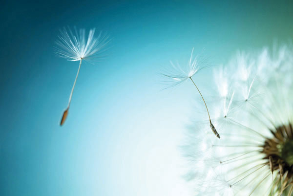 Προτάσεις για διακόσμησηΟ πίνακας σε καμβά με τον κωδικό FLOC-243 είναι ιδανικός για να προσδώσει φρεσκάδα και ζωντάνια σε οποιοδήποτε χώρο. Με την απεικόνιση λουλουδιών, μπορεί να ενσωματωθεί άψογα σε ένα κλασικό στυλ διακόσμησης, προσθέτοντας μια ρομαντική νότα στο σαλόνι ή την τραπεζαρία. Στον μοντέρνο χώρο, λειτουργεί ως αντίθεση που εξισορροπεί τις λιτές γραμμές και τις μινιμαλιστικές τάσεις, φέρνοντας πιο φυσικά και ζεστά στοιχεία με τις αποχρώσεις του. Οι συνδυασμοί των λουλουδιών σε έντονους τόνους μπορούν να γίνουν το κύριο σημείο εστίασης σε ένα ουδέτερο δωμάτιο, προτείνοντας μια μοναδική διακοσμητική δήλωση.Λίγα λόγια για τον πίνακαΟ πίνακας αυτός αποτελεί ένα εξαιρετικό δείγμα συνδυασμού λεπτομερειακής φωτογραφίας με σύγχρονες εκτυπωτικές τεχνικές. Από καλλιτεχνική άποψη, αποτυπώνει την ομορφιά και την πολυπλοκότητα των λουλουδιών, αναδεικνύοντας τις φυσικές λεπτομέρειες με μεγάλη ακρίβεια. Η χρήση φωτεινών και ζωντανών χρωμάτων είναι το στοιχείο που τον κάνει να ξεχωρίζει, ενώ οι λεπτές πινελιές φωτός αποκαλύπτουν την ευαισθησία και την κομψότητα του θέματος. Το έργο εκφράζει έναν συμβολισμό της ανανέωσης και της φυσικής ομορφιάς, κάνοντας τον παρατηρητή να συλλογίζεται τις θαυμαστές λεπτομέρειες της φύσης.Η αίσθηση του πίνακα είναι αναζωογονητική και ηρεμιστική, φέρνοντας μια ατμόσφαιρα φυσικής γαλήνης και χαράς. Καθώς παρατηρείτε την εικόνα, μπορείτε να νιώσετε τη δροσιά της πρωινής δροσιάς πάνω στα λουλούδια, που με τη σειρά τους προσκαλούν το φως να τα αγκαλιάσει. Αυτή η δεξιοτεχνική εκτύπωση συνδέει τον θεατή με τις πιο απλές και διαχρονικές στιγμές της φύσης, προσφέροντας μια βαθιά αίσθηση εσωτερικής ολοκλήρωσης και αρμονίας.Ψηφιακή εκτύπωση σε καμβά. Ο καμβάς είναι υψηλής ποιότητας, ειδικός για ψηφιακή εκτύπωση που αναδεικνύει τα χρώματα. Είναι ιδανικός για διακόσμηση εσωτερικών χώρων. Παραλαμβάνετε τον πίνακα με την ψηφιακή εκτύπωση καμβά, τελαρωμένο σε τελάρο από ανθεκτικό ξύλο 2εκ, στη διάσταση που θέλετε.