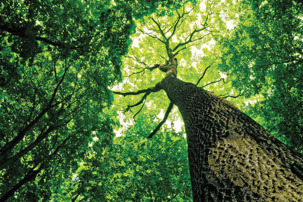 Προτάσεις για διακόσμησηΟ πίνακας σε καμβά FLOZ-247 είναι ιδανικός για να προσθέσει μια αίσθηση φρεσκάδας και ζωντάνιας σε οποιοδήποτε χώρο. Οι εκλεπτυσμένες αποτυπώσεις λουλουδιών και τα απαλά χρώματα κάνουν αυτό το έργο τέλειο για μινιμαλιστικά δωμάτια, ενώ μπορεί να προσδώσει έναν αέρα κομψότητας και στο κλασικό αλλά και στο μοντέρνο στυλ διακόσμησης. Στο κλασικό περιβάλλον, συνδυάζεται αρμονικά με ξύλινα έπιπλα και πλούσιες υφές, ενώ στο μοντέρνο πλαίσιο μπορεί να λειτουργήσει ως κεντρικό στοιχείο που ολοκληρώνει τη διακόσμηση με ήρεμη κομψότητα.Λίγα λόγια για τον πίνακαΟ πίνακας FLOZ-247 είναι ψηφιακή εκτύπωση με θέμα τα λουλούδια, προσφέροντας μια λεπτομερή και σύγχρονη άποψη της φυσικής ομορφιάς. Η τέχνη της εκτύπωσης αναδεικνύει την υφή και τη διαβάθμιση των χρωμάτων με ακρίβεια. Τα απαλό ροζ και κρεμ αποχρώσεις κυριαρχούν, δημιουργώντας μια ατμόσφαιρα γαλήνης και ευφορίας. Οι λεπτές και κομψές γραμμές λειτουργούν σε αντιστοιχία με τις αφηρημένες μορφές των λουλουδιών, προσθέτοντας μια αίσθηση ζωής και κίνησης στην εικόνα.Ο πίνακας επικοινωνεί μια αίσθηση ηρεμίας και ανανέωσης, θυμίζοντας στο θεατή τις απλές και όμορφες στιγμές της φύσης. Κάθε φορά που τον αγναντεύει κανείς, προκαλεί μια αίσθηση φρεσκάδας και ζωντάνιας, προσφέροντας μια ευκαιρία για εσωτερικό προβληματισμό και υγιή απομόνωση από το αστικό περιβάλλον.Ψηφιακή εκτύπωση σε καμβά. Ο καμβάς είναι υψηλής ποιότητας, ειδικός για ψηφιακή εκτύπωση που αναδεικνύει τα χρώματα. Είναι ιδανικός για διακόσμηση εσωτερικών χώρων. Παραλαμβάνετε τον πίνακα με την ψηφιακή εκτύπωση καμβά, τελαρωμένο σε τελάρο από ανθεκτικό ξύλο 2εκ, στη διάσταση που θέλετε.