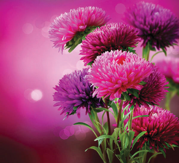 Προτάσεις για διακόσμησηΟ πίνακας σε καμβά FLOZ-248 είναι μια εξαιρετική επιλογή για να προσδώσει ζωντάνια και φρεσκάδα σε κάθε εσωτερικό χώρο. Το σύγχρονο μοτίβο του με λουλούδια μπορεί να ενσωματωθεί με άνεση σε διάφορα στυλ διακόσμησης. Σε μοντέρνους χώρους, το έργο αποπνέει μια αίσθηση ζωτικότητας και φωτεινότητας, ενώ σε κλασικούς χώρους οι φυσικές γραμμές του συνδυάζονται αρμονικά με έπιπλα παραδοσιακού ύφους. Για μινιμαλιστικές διακοσμήσεις, ο πίνακας λειτουργεί ως το χαρακτηριστικό σημείο ενδιαφέροντος που εξισορροπεί την απλότητα με την εκφραστική του εικόνα.Λίγα λόγια για τον πίνακαΟ πίνακας FLOZ-248 αποδίδει με μαεστρία την πανδαισία της φύσης μέσα από τα εκλεπτυσμένα λουλουδένια του μοτίβα. Οι αποχρώσεις του κυμαίνονται σε ζεστά και γήινα χρώματα που συνδυάζονται με μαλακές και ρευστές πινελιές, δημιουργώντας μια εικόνα που παραπέμπει άμεσα στην ομορφιά και την ηρεμία της φύσης. Η λεπτομερής επεξεργασία των υφών προσδίδει μια αίσθηση ρεαλισμού, ενώ το καλλιτεχνικό πλαίσιο στο οποίο εντάσσεται, αντλεί έμπνευση από την παραδοσιακή και σύγχρονη αντίληψη του φυσικού κόσμου.Ο πίνακας FLOZ-248 δημιουργεί αίσθηση ηρεμίας και ευεξίας, κάνοντας τον θεατή να αισθάνεται πραγματικά συνδεδεμένος με τη φύση. Ενώ τα εκλεπτυσμένα λουλούδια ενδέχεται να προκαλέσουν ένα συναίσθημα νοσταλγίας, ο τρόπος που αποδίδονται διατηρεί τη φρεσκάδα και την πρωτοτυπία. Ο θεατής μπορεί να χαθεί για λίγο στον χρωματικό του κόσμο, βιώνοντας μια σύντομη απόδραση από την καθημερινότητα.Ψηφιακή εκτύπωση σε καμβά. Ο καμβάς είναι υψηλής ποιότητας, ειδικός για ψηφιακή εκτύπωση που αναδεικνύει τα χρώματα. Είναι ιδανικός για διακόσμηση εσωτερικών χώρων. Παραλαμβάνετε τον πίνακα με την ψηφιακή εκτύπωση καμβά, τελαρωμένο σε τελάρο από ανθεκτικό ξύλο 2εκ, στη διάσταση που θέλετε.