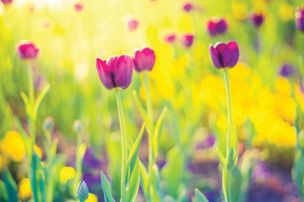 Προτάσεις για διακόσμησηΟ πίνακας σε καμβά, με θέμα τα λουλούδια, μπορεί να ενσωματωθεί αρμονικά σε διάφορα στυλ διακόσμησης. Στο κλασικό στυλ, μπορεί να τοποθετηθεί σε αναπαλαιωμένο ξύλινο πλαίσιο, αναδεικνύοντας τη ζεστασιά και την παραδοσιακή αίσθηση του χώρου. Στο μοντέρνο στυλ, η απλότητα της θεματολογίας του προσφέρει μια φρέσκια προσέγγιση, δημιουργώντας μια αίσθηση ισορροπίας και αρμονίας, ενώ στο μινιμαλιστικό περιβάλλον, μπορεί να αποτελεί το επίκεντρο της προσοχής με τις καθαρές, λιτές γραμμές του και το φόντο σε γήινες αποχρώσεις.Λίγα λόγια για τον πίνακαΑυτός ο πίνακας σε καμβά εξερευνά την πολυπλοκότητα και την ομορφιά της φύσης μέσω μιας εντυπωσιακής απεικόνισης λουλουδιών. Οι παστέλ αποχρώσεις προσφέρουν μια αίσθηση ηρεμίας και γαλήνης, ενώ η απαλή χρήση του φωτός δημιουργεί αίσθηση ελπίδας και νέας αρχής. Οι πινελιές είναι ευαίσθητες, δημιουργώντας μια υφή που προσδίδει βάθος στο έργο και αναδεικνύει την προσήλωση στις λεπτομέρειες. Ο πίνακας ακροβατεί τέλεια ανάμεσα στην απλότητα και τη σύνθετη σύνθεση, δημιουργώντας μια λεπτή ισορροπία μεταξύ φυσικού και αφηρημένου.Ο πίνακας FLOZ-254 δημιουργεί μια αίσθηση εσωτερικής ηρεμίας και συναισθηματικής ευεξίας, προσκαλώντας τον θεατή να εμβαθύνει στην ομορφιά της φύσης και στη λεπτότητα των συναισθημάτων που προκαλεί. Η παρουσία του στον χώρο μπορεί να επιφέρει μια χαλαρωτική ατμόσφαιρα, μεταφέροντας μια αίσθηση διαχρονικής γαλήνης και αρμονίας. Ο τρόπος με τον οποίο τα λουλούδια απεικονίζονται πάνω στον καμβά αποτελεί μια υπενθύμιση της φυσικής καλλονής και της διαρκούς ανανέωσης της φύσης.Ψηφιακή εκτύπωση σε καμβά. Ο καμβάς είναι υψηλής ποιότητας, ειδικός για ψηφιακή εκτύπωση που αναδεικνύει τα χρώματα. Είναι ιδανικός για διακόσμηση εσωτερικών χώρων. Παραλαμβάνετε τον πίνακα με την ψηφιακή εκτύπωση καμβά, τελαρωμένο σε τελάρο από ανθεκτικό ξύλο 2εκ, στη διάσταση που θέλετε.