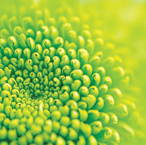 Προτάσεις για διακόσμησηΟ πίνακας σε καμβά FLOC-256 μπορεί να αποτελέσει εκπληκτικό στοιχείο διακόσμησης για διάφορους χώρους, προσφέροντας μια αίσθηση φρεσκάδας και ζωντάνιας. Σε έναν κλασικό διάκοσμο, ο πίνακας αυτός μπορεί να ενισχύσει την αισθητική του χώρου με το φλοράλ μοτίβο του, ενσωματώνοντας φυσικά στοιχεία στο περιβάλλον. Στον μοντέρνο μινιμαλισμό, μπορεί να λειτουργήσει ως ένα τολμηρό κομβικό σημείο που τραβάει την προσοχή και προσθέτει μια πινελιά πολυτέλειας. Στους χώρους όπου κυριαρχούν οι γήινες αποχρώσεις, το έντονο χρώμα του πίνακα συμβάλλει στη δημιουργία ενός ευχάριστου κοντράστ, ενώ η απλότητά του συνδυάζεται άψογα με ένα πιο ουδέτερο φόντο.Λίγα λόγια για τον πίνακαΟ πίνακας σε καμβά FLOC-256 ενσωματώνει μια ισχυρή τεχνική προσέγγιση στην απεικόνιση λουλουδιών. Οι ζωηρές αποχρώσεις και οι λεπτομερώς δουλεμένες υφές των πετάλων προσφέρουν μια εντυπωσιακή αίσθηση βάθους και πραγματικότητας. Αποπνέει θετικότητα και ανανέωση, καθιστώντας τον ιδανικό για την αναζωογόνηση του οικιακού ή επαγγελματικού περιβάλλοντος. Η χρήση των εντυπωσιακών χρωμάτων και των δυνατών αντιθέσεων αναδεικνύει τη ζωτικότητα της φύσης και υπογραμμίζει την ομορφιά που βρίσκεται σε κάθε λεπτομέρεια. Τα έντονα χρώματα και οι ανάλαφρες πινελιές δημιουργούν ένα σύνολο που εντάσσεται αρμονικά σε κάθε διακοσμητικό πλαίσιο, προσδίδοντας στη σύνθεση μια δυναμική ισορροπία.Ο καμβάς αυτός δημιουργεί αίσθηση ηρεμίας και ευεξίας, ενώ παρακινεί τον θεατή να συνδεθεί με τη φυσική ομορφιά και την απλότητα που παρουσιάζονται με τόση λεπτότητα. Μεταφέρει μια βαθιά αίσθηση γαλήνης και πληρότητας, προσκαλώντας μας να εντοπίσουμε τη χαρά στις μικρές, καθημερινές λεπτομέρειες.Ψηφιακή εκτύπωση σε καμβά. Ο καμβάς είναι υψηλής ποιότητας, ειδικός για ψηφιακή εκτύπωση που αναδεικνύει τα χρώματα. Είναι ιδανικός για διακόσμηση εσωτερικών χώρων. Παραλαμβάνετε τον πίνακα με την ψηφιακή εκτύπωση καμβά, τελαρωμένο σε τελάρο από ανθεκτικό ξύλο 2εκ, στη διάσταση που θέλετε.