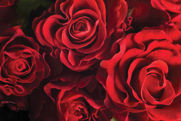 Προτάσεις για διακόσμησηΟ πίνακας σε καμβά με τον τίτλο FLOZ-266 είναι μια μοναδική προσθήκη για διάφορα στυλ διακόσμησης. Με το θέμα του να εστιάζει στα λουλούδια, μπορεί να ανανεώσει έναν χώρο κλασικό όταν τοποθετηθεί σε ένα παραδοσιακό σαλόνι με ξύλινες αποχρώσεις και ανοιχτή τόλμη. Σε έναν μοντέρνο χώρο, με τους γεωμετρικούς όγκους και τις λιτές γραμμές, ο πίνακας μπορεί να φέρει μια ρομαντική νότα που μαλακώνει την αυστηρότητα. Για τον μινιμαλιστικό σχεδιασμό, τα μαλακά και φυσικά στοιχεία του πίνακα προσφέρουν έναν αναγκαίο αντιληπτικό επίλογο στο ψυχρό, καθαρό περιβάλλον.Λίγα λόγια για τον πίνακαΟ FLOZ-266 χαρακτηρίζεται από μια λεπτομερή προσέγγιση και μια εκλεπτυσμένη χρήση χρώματος. Με κύρια θέματα τα λουλούδια, δίνει έμφαση στην αρμονία και την αισθητική πλούτου. Οι απαλές πινελιές και η προσεγμένη υφή που αποδίδεται μέσω της ψηφιακής εκτύπωσης, εξυψώνουν την αίσθηση της φυσικής ομορφιάς. Οι αποχρώσεις του πίνακα, που κυμαίνονται από έντονα έως πιο απαλά χρώματα, συμβάλλουν στο να δοθεί στο έργο μια δυναμική αρμονία που ενσωματώνει τη ζωή και την κίνηση.Ο πίνακας δημιουργεί αίσθηση απόλυτης ηρεμίας και φέρει μια αξιοσημείωτη αίσθηση φρεσκάδας και ανανέωσης. Προσκαλεί τον θεατή σε έναν προσωπικό παραδεισένιο κόσμο, γεμάτο χρώμα και ζωή. Η χρήση λουλουδιών ως θέμα μπορεί να προκαλέσει συναισθήματα όπως αισιοδοξία και ευτυχία, προσφέροντας την ευκαιρία στον θεατή να συνδεθεί με τη φύση. Με τη δυνατότητα να μεταφέρει μια βαθιά αίσθηση καλοκαιρίας και ειρηνικότητας, ο πίνακας αυτός γίνεται ένα απαραίτητο στοιχείο για οποιονδήποτε χώρο επιθυμεί να ενθαρρύνει τα θετικά συναισθήματα.Ψηφιακή εκτύπωση σε καμβά. Ο καμβάς είναι υψηλής ποιότητας, ειδικός για ψηφιακή εκτύπωση που αναδεικνύει τα χρώματα. Είναι ιδανικός για διακόσμηση εσωτερικών χώρων. Παραλαμβάνετε τον πίνακα με την ψηφιακή εκτύπωση καμβά, τελαρωμένο σε τελάρο από ανθεκτικό ξύλο 2εκ, στη διάσταση που θέλετε.