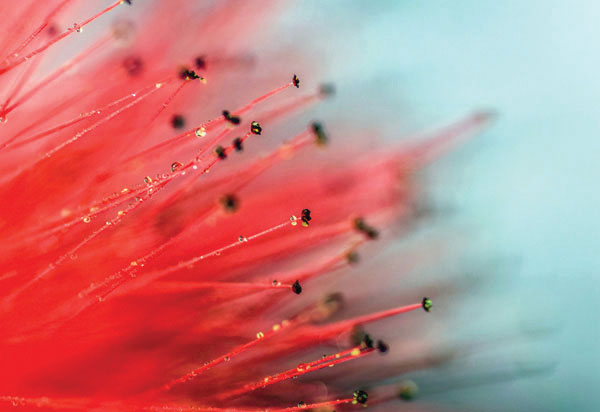 Προτάσεις για διακόσμησηΟ πίνακας σε καμβά FLOZ-269 αποτελεί έναν κομψό και εκλεπτυσμένο τρόπο να προσθέσετε ζωντάνια και χρώμα στον χώρο σας. Με τις λεπτές του αποχρώσεις και το ευχάριστο θέμα του, μπορεί να ενσωματωθεί άψογα σε διαφορετικά στυλ διακόσμησης. Σε ένα κλασικό σαλόνι, ο πίνακας αυτός μπορεί να αποτελέσει μια αριστοκρατική κεντρική πινελιά που συμπληρώνει τα παραδοσιακά στοιχεία. Στο πλαίσιο ενός μοντέρνου ή μινιμαλιστικού χώρου, οι απαλές γραμμές και το φυσικό θέμα του μπορούν να δημιουργήσουν έναν ευχάριστο αντίθετο τόνο στην απλότητα, αναδεικνύοντας την καθαρότητα και τη φρεσκάδα.Λίγα λόγια για τον πίνακαΟ FLOZ-269 είναι ένας ψηφιακά δημιουργημένος πίνακας, που αξιοποιεί τις σύγχρονες τεχνικές εκτύπωσης για να αποτυπώσει με εκπληκτική λεπτομέρεια ένα φλοράλ θέμα. Τα έντονα, αλλά ταυτόχρονα αρμονικά χρώματα, όπως το ροζ και το πράσινο, προσδίδουν έναν αέρα αναζωογόνησης και χαράς, θυμίζοντας την άνοιξη. Ο πίνακας αυτός προσφέρει μια αίσθηση γαλήνης, καθώς οι απαλοί τόνοι του και η απλότητα του σχεδίου προσκαλούν το βλέμμα να χαθεί στους κόσμους της φύσης. Αυτό το έργο αποτελεί μια αληθινή ωδή στη φυσική ομορφιά και την αρμονία.Ο συνδυασμός των χρωμάτων και της εμφάνισης του πίνακα δημιουργεί μια αίσθηση ηρεμίας και ανανέωσης. Προσκαλεί τον θεατή να απολαύσει την απλότητα και τη χάρη της φύσης, προκαλώντας θετικά συναισθήματα και μια ενδοσκόπηση για τις πραγματικές αξίες της ζωής. Η μεταφορά αυτής της ομορφιάς σε έναν εσωτερικό χώρο μπορεί να είναι καταλυτική για τη βελτίωση της ατμόσφαιρας και της διάθεσης του χρήστη.Ψηφιακή εκτύπωση σε καμβά. Ο καμβάς είναι υψηλής ποιότητας, ειδικός για ψηφιακή εκτύπωση που αναδεικνύει τα χρώματα. Είναι ιδανικός για διακόσμηση εσωτερικών χώρων. Παραλαμβάνετε τον πίνακα με την ψηφιακή εκτύπωση καμβά, τελαρωμένο σε τελάρο από ανθεκτικό ξύλο 2εκ, στη διάσταση που θέλετε.