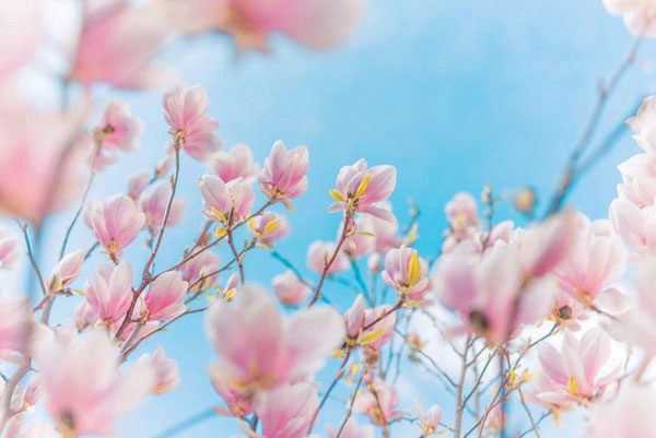 Προτάσεις για διακόσμησηΟ πίνακας σε καμβά με τίτλο FLOC-270 αποτελεί έναν θαυμάσιο τρόπο για να ενσωματώσετε τη φύση και την αρμονία των λουλουδιών σε οποιοδήποτε χώρο. Στο κλασικό στυλ διακόσμησης, οι απαλοί τόνοι και οι φυσικά κατανεμημένες ανθοδέσμες προσθέτουν μια ρομαντική και ήρεμη αίσθηση στο χώρο του καθιστικού ή του υπνοδωματίου. Σε μοντέρνους χώρους, η δυναμική χρωματική παλέτα αναδεικνύει ένα πιο ζωντανό και εκλεπτυσμένο ύφος, δημιουργώντας ένα κομψό κεντρικό σημείο. Στο μινιμαλιστικό στυλ, ο πίνακας αυτός μπορεί να προσθέσει μια λεπτή και φυσική πινελιά που εκπέμπει ηρεμία και απλότητα.Λίγα λόγια για τον πίνακαΟ πίνακας σε καμβά FLOC-270 ανήκει στην κατηγορία των λουλουδιών και εκφράζει την πολυπλοκότητα και την ομορφιά της φύσης μέσα από ένα πλήθος χρωμάτων και υφών. Χρησιμοποιείται μια ποικιλία φωτεινών και ζωντανών χρωμάτων που μεταφέρουν την αίσθηση της άνοιξης και της αναγέννησης. Οι πινελιές είναι απαλές και δυναμικές, δημιουργώντας μια ζωντανή υφή που προσθέτει βάθος στην σύνθεση και ενισχύει την αρμονία του έργου.Ο πίνακας αυτός αποπνέει μια αίσθηση γαλήνης και φυσικής ομορφιάς. Η ζωντάνια των χρωμάτων προκαλεί μια αίσθηση ενθουσιασμού και θετικής ενέργειας, ενώ η λεπτομερής απόδοση των ανθοδεσμών μπορεί να οδηγήσει τον θεατή σε σκέψεις και συναισθήματα ανανέωσης και ελπίδας. Είναι μια εξαίσια δημιουργία που συνδέεται με τον θεατή προσφέροντας μια διαχρονική σύνδεση με τη φύση και τη χαρά που αυτή εμπνέει.Ψηφιακή εκτύπωση σε καμβά. Ο καμβάς είναι υψηλής ποιότητας, ειδικός για ψηφιακή εκτύπωση που αναδεικνύει τα χρώματα. Είναι ιδανικός για διακόσμηση εσωτερικών χώρων. Παραλαμβάνετε τον πίνακα με την ψηφιακή εκτύπωση καμβά, τελαρωμένο σε τελάρο από ανθεκτικό ξύλο 2εκ, στη διάσταση που θέλετε.