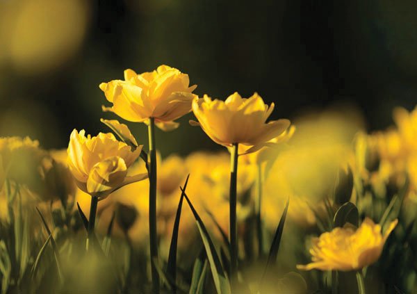 Προτάσεις για διακόσμησηΟ πίνακας σε καμβά FLOC-274 μπορεί να αποτελέσει ένα κεντρικό στοιχείο σε κάθε είδους διακόσμηση. Σε ένα κλασικό ή ρομαντικό περιβάλλον, αναδεικνύει την κομψότητα με το θέμα των λουλουδιών και τις απαλές χρωματικές αποχρώσεις. Σε έναν μοντέρνο χώρο, προσφέρει μια απαλή αντίθεση με τις καθαρές γραμμές και τις ουδέτερες αποχρώσεις, ενεργοποιώντας μια φρεσκάδα που μεταμορφώνει το δωμάτιο. Για τον μινιμαλιστικό σχεδιασμό, ο πίνακας αυτός μπορεί να λειτουργήσει ως το κύριο σημείο εστίασης, προσδίδοντας βάθος και ενδιαφέρον χωρίς να διαταράσσει την καθαρότητα του χώρου.Λίγα λόγια για τον πίνακαΟ πίνακας FLOC-274 εντυπωσιάζει με τη λεπτομέρεια και τη φινέτσα στην απεικόνιση των λουλουδιών. Οι φυσικές αποχρώσεις προσδίδουν μια αίσθηση ζωογόνου ενέργειας και αναγέννησης, ενσαρκώνοντας την ομορφιά της φύσης. Η σύνθεση δημιουργεί μια ισορροπία μεταξύ φωτός και σκιάς, αναδεικνύοντας την υφή των πετάλων με επιδέξιες γραμμές και αδρές πινελιές που προσδίδουν κίνηση και ζωντάνια. Τα χρώματα συμβάλλουν στη ζωντάνια του έργου, ενώ οι λεπτομέρειες στις υφές κάνουν τον θεατή να αισθάνεται σαν να είναι μέρος του τοπίου.Η απεικόνιση των λουλουδιών στον πίνακα δημιουργεί μια αίσθηση γαλήνης και αναπόλησης. Οι φυσικές και οργανικές μορφές μεταφέρουν την ελευθερία και τη φρεσκάδα της ύπαιθρου. Ο πίνακας έχει τη δυνατότητα να αναζωογονήσει τη διάθεση του θεατή, μεταφέροντας μια βαθιά αίσθηση σύνδεσης με τη φύση. Αυτή η εκτύπωση σε καμβά είναι ένα κομψό και ταυτόχρονα εκλεπτυσμένο έργο τέχνης που προσκαλεί τον θεατή να χαλαρώσει και να απολαύσει την ομορφιά της στιγμής.Ψηφιακή εκτύπωση σε καμβά. Ο καμβάς είναι υψηλής ποιότητας, ειδικός για ψηφιακή εκτύπωση που αναδεικνύει τα χρώματα. Είναι ιδανικός για διακόσμηση εσωτερικών χώρων. Παραλαμβάνετε τον πίνακα με την ψηφιακή εκτύπωση καμβά, τελαρωμένο σε τελάρο από ανθεκτικό ξύλο 2εκ, στη διάσταση που θέλετε.