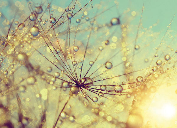 Προτάσεις για διακόσμησηΟ πίνακας FLOZ-281, ένας κομψός πίνακας σε καμβά με θέματα λουλουδιών, είναι ιδανικός για να ενσωματωθεί σε διάφορα στυλ διακόσμησης. Σε έναν κλασικό χώρο, οι λεπτομερείς απεικονίσεις των λουλουδιών μπορούν να αποτελέσουν το επίκεντρο της διακόσμησης, προσθέτοντας μια vintage αλλά και διαχρονική πινελιά. Σε ένα μοντέρνο σαλόνι ή γραφείο, η απλή και αισθητικά ευχάριστη σύνθεση του πίνακα μπορεί να αναδείξει το χώρο με τις γαλήνιες αλλά δυναμικές αποχρώσεις του. Για ένα μίνιμαλ στυλ, η λεπτομέρεια και η ισορροπία του σχεδίου μπορούν να προσδώσουν μια νότα φύσης και ηρεμίας στον χώρο χωρίς να υπερφορτώνουν το βλέμμα.Λίγα λόγια για τον πίνακαΟ πίνακας FLOZ-281 είναι ένας ψηφιακός καλλιτεχνικός θησαυρός, όπου η υφή και η ποιότητα της εκτύπωσης αναδεικνύουν πλήρως την εικαστική αρμονία του έργου. Τα χρώματα, αν και απλά, φέρουν μια γκάμα παστέλ αποχρώσεων που εκπέμπουν ευγένεια και γαλήνη. Οι απαλές και μοντέρνες πινελιές δίνουν έμφαση στην φυσικότητα των λουλουδιών, συμβολίζοντας την αναγέννηση και την ανανέωση. Η σύνθεση βασίζεται σε ένα αρμονικό παιχνίδι φωτός και σκιάς, δημιουργώντας έτσι μια αίσθηση βάθους και ζωντάνιας.Ο πίνακας δημιουργεί αίσθηση ηρεμίας και φυσικής ομορφιάς, μεταφέροντας τον θεατή σε μια κατάσταση εσωτερικής γαλήνης. Τα λουλούδια στον πίνακα σε καμβά θυμίζουν στιγμές απλής ευτυχίας και αισιοδοξίας, διεγείροντας συναισθήματα ελπίδας και ζωντάνιας. Η λεπτότητα της εκτύπωσης και η εκλέπτυνση των αποχρώσεων αναδεικνύουν με έναν ιδιαίτερο τρόπο την αθωότητα και την ομορφιά της φύσης.Ψηφιακή εκτύπωση σε καμβά. Ο καμβάς είναι υψηλής ποιότητας, ειδικός για ψηφιακή εκτύπωση που αναδεικνύει τα χρώματα. Είναι ιδανικός για διακόσμηση εσωτερικών χώρων. Παραλαμβάνετε τον πίνακα με την ψηφιακή εκτύπωση καμβά, τελαρωμένο σε τελάρο από ανθεκτικό ξύλο 2εκ, στη διάσταση που θέλετε.