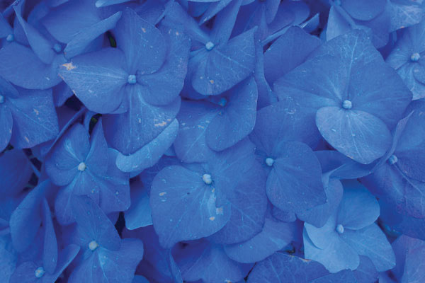 Προτάσεις για διακόσμησηΟ πίνακας σε καμβά FLOC-287, με την έντονη και κομψή απεικόνιση λουλουδιών, μπορεί να ενσωματωθεί εύκολα σε διάφορα στυλ διακόσμησης. Σε έναν κλασικό χώρο, οι απαλές και φυσικές αποχρώσεις μπορούν να συμπληρώσουν έπιπλα ξύλου και στοιχεία από μπρονζέ ή χρυσό, προσθέτοντας έτσι έναν αέρα κομψότητας και φινέτσας. Σε έναν μοντέρνο χώρο, η ζωντάνια των λουλουδιών προσθέτει ενέργεια, ενώ συνδυάζεται ιδανικά με απλές γραμμές και λευκές ή ουδέτερες αποχρώσεις στους υπόλοιπους τοίχους. Για μινιμαλιστικούς εσωτερικούς χώρους, η λεπτή λεπτομέρεια των λουλουδιών του πίνακα προσφέρει μια αίσθηση κίνησης και ζωντάνιας, διατηρώντας ταυτόχρονα την αρμονία και την καθαρότητα του χώρου.Λίγα λόγια για τον πίνακαΟ πίνακας σε καμβά FLOC-287 είναι μια τέλεια φωτογραφική σύνθεση που αποτυπώνει τη φυσική ομορφιά των λουλουδιών με εντυπωσιακή καθαρότητα και ένταση. Τα φωτεινά χρώματα και οι λεπτές αποχρώσεις συμβάλλουν στη δημιουργία μίας δυναμικής αλλά και ήρεμης ατμόσφαιρας, όπου η φυσική αίσθηση των πέταλων σχεδόν αγγίζει το θεατή. Ένα σημαντικό χαρακτηριστικό της εκτύπωσης είναι η πιστή απόδοση λεπτομερειών, κάτι που αναδεικνύει την υφή και το βάθος της εικόνας. Η τέχνη της φωτογραφίας εδώ αποσκοπεί να αναδείξει την ένταση του φυσικού φωτός καθώς πέφτει πάνω στα λουλούδια, δημιουργώντας ένα μαγευτικό παιχνίδι σκιών και φωτεινών σημείων.Η αίσθηση που αποπνέει ο πίνακας είναι αυτή της αναγέννησης και της φρεσκάδας που φέρνει η άνοιξη. Δημιουργεί μια ζεστή σχέση με το θεατή, μεταφέροντας τη χαρά και την ευφορία που αισθάνεται κανείς στη φύση. Το πλούσιο χρώμα και η ζωντάνια των λουλουδιών ενισχύει την αίσθηση ζωτικότητας και θετικής ενέργειας, ενώ παράλληλα προσφέρει μια λεπτεπίλεπτη κομψότητα και χάρη στο χώρο.Ψηφιακή εκτύπωση σε καμβά. Ο καμβάς είναι υψηλής ποιότητας, ειδικός για ψηφιακή εκτύπωση που αναδεικνύει τα χρώματα. Είναι ιδανικός για διακόσμηση εσωτερικών χώρων. Παραλαμβάνετε τον πίνακα με την ψηφιακή εκτύπωση καμβά, τελαρωμένο σε τελάρο από ανθεκτικό ξύλο 2εκ, στη διάσταση που θέλετε.