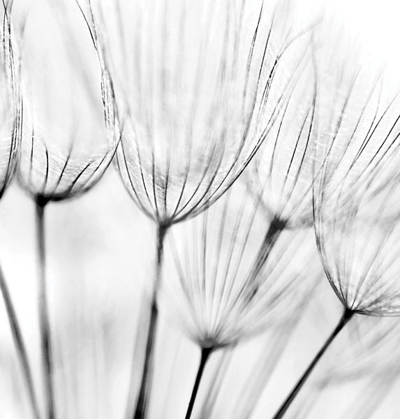 Προτάσεις για διακόσμησηΟ πίνακας σε καμβά FLOZ-291, με την εκπληκτική απεικόνιση λουλουδιών, μπορεί εύκολα να ενσωματωθεί σε διάφορα στυλ διακόσμησης. Σε ένα κλασικό εσωτερικό, η φινέτσα των λουλουδιών προσθέτει έναν τόνο ευγένειας και κομψότητας, ενώ το εντυπωσιακό τους χρώμα ενισχύει την παραδοσιακή αισθητική των ξύλινων επίπλων και των περίτεχνων λεπτομερειών. Για πιο μοντέρνο ή μινιμαλιστικό περιβάλλον, η χρήση του πίνακα σε καμβά μπορεί να λειτουργήσει ως ένα τολμηρό εστιακό σημείο, αναδεικνύοντας τις γραμμές και τις αποχρώσεις του χώρου, προσφέροντας παράλληλα μια αναπάντεχη νότα ζεστασιάς και φυσικής ομορφιάς.Λίγα λόγια για τον πίνακαΟ πίνακας FLOZ-291 ανήκει στην κατηγορία λουλουδιών και προσφέρει μια ρεαλιστική προσέγγιση, αναδεικνύοντας τη φυσική ομορφιά και την απλότητα των λουλουδιών. Η χρήση των αποχρώσεων υποδηλώνει μια αίσθηση φρεσκάδας και ελπίδας, ενώ οι λεπτές πινελιές δημιουργούν μια αίσθηση κίνησης και ζωής. Τα χρώματα είναι τόσο ζωντανά και αρμονικά, που η σύνθεση αποπνέει γαλήνη και ισορροπία, κάνοντας τον θεατή να αισθάνεται και να βιώνει την αίσθηση της φύσης.Ο πίνακας δημιουργεί έντονα συναισθήματα ηρεμίας και ευεξίας, καθώς η λεπτομερής απόδοση των λουλουδιών φέρνει τη φύση πιο κοντά στον εσωτερικό χώρο. Το θέαμα των λουλουδιών μπορεί να προκαλέσει στον θεατή μια βαθιά αίσθηση χαλάρωσης και απόδρασης από την καθημερινότητα. Είναι ένας πίνακας που προσφέρει μια διάχυτη ατμόσφαιρα ευγένειας και φυσικής ομορφιάς, συνδέοντας τον θεατή με την καθαρότητα και την απλότητα της φύσης.Ψηφιακή εκτύπωση σε καμβά. Ο καμβάς είναι υψηλής ποιότητας, ειδικός για ψηφιακή εκτύπωση που αναδεικνύει τα χρώματα. Είναι ιδανικός για διακόσμηση εσωτερικών χώρων. Παραλαμβάνετε τον πίνακα με την ψηφιακή εκτύπωση καμβά, τελαρωμένο σε τελάρο από ανθεκτικό ξύλο 2εκ, στη διάσταση που θέλετε.