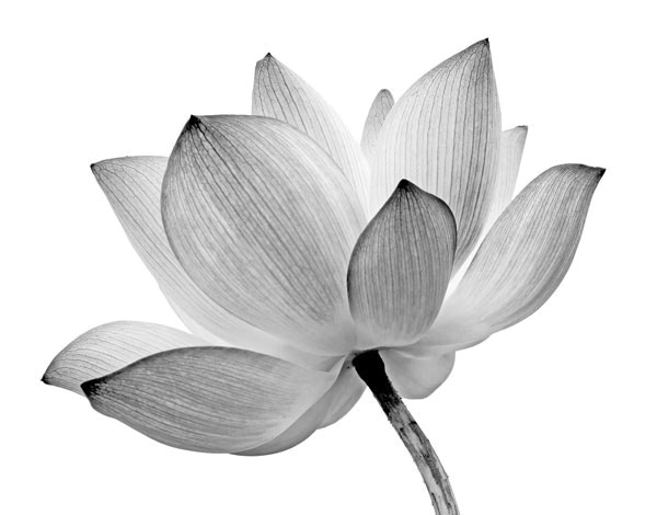 Προτάσεις για διακόσμησηΟ πίνακας σε καμβά FLOZ-294 προσφέρει μια κομψή και διαχρονική διακόσμηση με υπέροχες αποχρώσεις και μοτίβα εμπνευσμένα από τη φύση. Η λεπτομερής απεικόνιση των λουλουδιών ενσωματώνεται άψογα σε ποικιλία στυλ διακόσμησης. Σε έναν μοντέρνο χώρο, προσθέτει μια νότα φυσικής ομορφιάς και φρεσκάδας, ενώ σε κλασικό περιβάλλον μπορεί να τονίσει την αίσθηση της παραδοσιακής γοητείας. Ο μινιμαλιστικός χώρος μπορεί να αναβαθμιστεί με τον πίνακα αυτόν μέσω της αντίθεσης των πλούσιων χρωμάτων του με τις καθαρές γραμμές, δημιουργώντας ένα εστιακό σημείο που αιχμαλωτίζει το βλέμμα.Λίγα λόγια για τον πίνακαΗ τεχνική εκτέλεση του πίνακα δίνει έμφαση στη λεπτομέρεια και την ομορφιά των λουλουδιών, με τις ρεαλιστικές αποχρώσεις να ανοίγουν εντυπωσιακά την εικονογράφηση. Πινελιές ευαισθησίας και απαλών χρωμάτων δημιουργούν μια αίσθηση ζωντάνιας, τραβώντας την προσοχή στα λεπτά πέταλα και στους απαλοχρωματισμένους μίσχους. Χρησιμοποιώντας ζεστές και ψυχρές τόνους σε αρμονία, ο καλλιτέχνης συνδυάζει χρώματα που απηχούν την αγνή ομορφιά της φύσης.Ο πίνακας FLOZ-294 δημιουργεί αίσθηση χαλάρωσης και περιβάλλει τον θεατή με μια γοητευτική αρμονία. Η φυσική θεματική του εικόνα καλεί τον παρατηρητή να ξανασυνδεθεί με τη φύση, προσθέτοντας μια διακριτική κομψότητα στον χώρο. Ο συνδυασμός των λουλουδιών φέρνει ηρεμία και γαλήνη, καθιστώντας τον πίνακα ιδανικό για χώρους που προάγουν τη δημιουργικότητα και τη χαλάρωση, όπως καθιστικά, άνετους χώρους εργασίας ή υπνοδωμάτια.Ψηφιακή εκτύπωση σε καμβά. Ο καμβάς είναι υψηλής ποιότητας, ειδικός για ψηφιακή εκτύπωση που αναδεικνύει τα χρώματα. Είναι ιδανικός για διακόσμηση εσωτερικών χώρων. Παραλαμβάνετε τον πίνακα με την ψηφιακή εκτύπωση καμβά, τελαρωμένο σε τελάρο από ανθεκτικό ξύλο 2εκ, στη διάσταση που θέλετε.