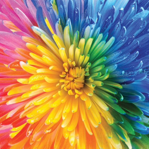 Προτάσεις για διακόσμησηΟ πίνακας σε καμβά με θέμα τα λουλούδια, όπως ο FLOZ-297, μπορεί να προσδώσει μια αίσθηση φυσικής ομορφιάς και φρεσκάδας σε πληθώρα διακοσμητικών στυλ. Σε έναν κλασικό χώρο, τα λουλούδια με τις έντονες και γεμάτες ζωντάνια αποχρώσεις μπορούν να προσθέσουν ζωηράδα και χρώμα, δημιουργώντας ένα αισθητικό σημείο ενδιαφέροντος. Στο πλαίσιο μιας μοντέρνας διακόσμησης, ο πίνακας μπορεί να λειτουργήσει ως αντιθετικός παράγοντας που προσφέρει ζεστασιά απέναντι σε γραμμικές σχετικές επιφάνειες και μονοχρωμίες. Σε μινιμαλιστικούς χώρους, η απλότητα και η καθαρότητα των χρωμάτων μπορεί να ενισχύσει τη συνολική αρμονία, προσφέροντας την αίσθηση της ηρεμίας και της ισορροπίας.Λίγα λόγια για τον πίνακαΗ συγκεκριμένη ψηφιακή εκτύπωση στον καμβά παρουσιάζει ζωντανά και πλούσια χρώματα ανθέων, φέρνοντας τη ζωογόνο δύναμη της φύσης κατευθείαν στον χώρο που τοποθετείται. Ο πίνακας σε καμβά FLOZ-297 συνδυάζει αρμονικά τις αποχρώσεις του πράσινου, του κίτρινου και του κόκκινου, δημιουργώντας μια σύνθεση που τονίζει τη φαινομενική απλότητα της φύσης ενώ παράλληλα αναδεικνύει την πολυπλοκότητα των χρωματικών τόνων. Η χρήση του φωτός με τον ελαφρύ σκιώδη φωτισμό ενισχύει την τρισδιάστατη εντύπωση του έργου, δίνοντας βάθος και πλούτο στην εικόνα.Η τεχνική που χρησιμοποιείται εδώ δίνει έμφαση στην υφή του καμβά, προσθέτοντας μια επιπλέον διάσταση στον πίνακα. Η αίσθηση της γαλήνης διαχέει το έργο, ενώ η απεικόνιση των λουλουδιών προκαλεί μια αίσθηση αναγέννησης και νέας αρχής. Παράλληλα, ο πίνακας μεταφέρει στον θεατή μια πολύ προσωπική αίσθηση ειρήνης και σύνδεσης με τη φύση, ενισχύοντας την ανάγκη για απόδραση από την καθημερινή ρουτίνα και επιστροφή στις βασικές και αγνές απολαύσεις της ζωής.Ψηφιακή εκτύπωση σε καμβά. Ο καμβάς είναι υψηλής ποιότητας, ειδικός για ψηφιακή εκτύπωση που αναδεικνύει τα χρώματα. Είναι ιδανικός για διακόσμηση εσωτερικών χώρων. Παραλαμβάνετε τον πίνακα με την ψηφιακή εκτύπωση καμβά, τελαρωμένο σε τελάρο από ανθεκτικό ξύλο 2εκ, στη διάσταση που θέλετε.