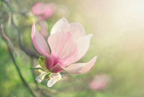 Προτάσεις για διακόσμησηΟ πίνακας FLOC-300 αποτελεί μια εξαίσια προσθήκη για κάθε εσωτερικό χώρο, ενσωματώνοντας την ομορφιά και την αρμονία των λουλουδιών. Σε ένα κλασικό περιβάλλον διακόσμησης, ο πίνακας σε καμβά με ευγενικές αποχρώσεις και ρεαλιστική απόδοση των λουλουδιών μπορεί να προσδώσει έναν αέρα πολυτέλειας και ρομαντισμού. Σε ένα μοντέρνο σπίτι, οι ζωηρές μορφές των λουλουδιών μπορούν να δώσουν ζωντάνια και να ενισχύσουν την ενέργεια του χώρου. Αν προτιμάτε έναν μινιμαλιστικό χώρο, αυτός ο πίνακας με τις απλές γραμμές και καθαρά χρώματα μπορεί να δημιουργήσει ένα διακριτικό σημείο εστίασης χωρίς να διακόπτει την συνολική αρμονία.Λίγα λόγια για τον πίνακαΟ FLOC-300 ξεχωρίζει για την ακρίβεια και την λεπτομέρεια στη απόδοση των λουλουδιών του. Η τεχνική που έχει χρησιμοποιηθεί επιτρέπει μια πλούσια παλέτα χρωμάτων, από απαλά ροζ έως βαθιά μοβ, που συνθέτουν μια οργανική και ισορροπημένη εικόνα. Το φως και η σκιά έχουν εφαρμόσει με προσοχή, δίνοντας βάθος και τρισδιάστατη διάσταση στην καλλιτεχνική αυτή απόδοση των λουλουδιών. Το θέμα αυτό εξερευνά την αιώνια ομορφιά της φύσης, προσφέροντας μια αισθητική εμπειρία που συνδυάζει τη χαλάρωση με την αναζωογόνηση.Ο πίνακας δημιουργεί αίσθηση ηρεμίας και ευφορίας, προσκαλώντας τον θεατή να βυθιστεί στην αρμονία και την πολυμορφία της φύσης. Τα λουλούδια, σύμβολα αγνότητας και αναγέννησης, αποπνέουν έναν αέρα ελπίδας και ανανέωσης, που μπορεί να φέρει θετικά συναισθήματα στον θεατή. Η λεπτομέρεια και η αρμονία στις αποχρώσεις δημιουργούν μια συνολική εντύπωση ολοκλήρωσης και πληρότητας, προσκαλώντας τον παρατηρητή σε έναν κόσμο φυσικής ομορφιάς.Ψηφιακή εκτύπωση σε καμβά. Ο καμβάς είναι υψηλής ποιότητας, ειδικός για ψηφιακή εκτύπωση που αναδεικνύει τα χρώματα. Είναι ιδανικός για διακόσμηση εσωτερικών χώρων. Παραλαμβάνετε τον πίνακα με την ψηφιακή εκτύπωση καμβά, τελαρωμένο σε τελάρο από ανθεκτικό ξύλο 2εκ, στη διάσταση που θέλετε.