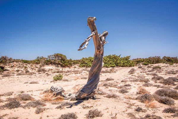 ADM-042 Ψηφιακή εκτύπωση σε καμβά. Ο καμβάς είναι υψηλής ποιότητας, ειδικός για ψηφιακή εκτύπωση που αναδεικνύει τα χρώματα. Είναι ιδανικός για διακόσμηση εσωτερικών χώρων.Παραλαμβάνετε τον πίνακα με την ψηφιακή εκτύπωση καμβά, τελαρωμένο σε τελάρο από ανθεκτικό ξύλο, στη διάσταση που θέλετε.