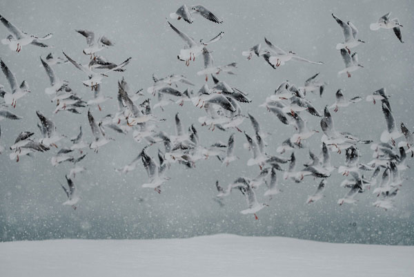 Προτάσεις για διακόσμησηΟ πίνακας σε καμβά PAIC-152 αποτελεί μια εκλεπτυσμένη επιλογή που μπορεί να ενσωματωθεί άψογα σε διάφορα στυλ διακόσμησης. Σε έναν μοντέρνο χώρο, η ελκυστική αισθητική του μπορεί να λειτουργήσει ως κεντρικό στοιχείο, προσφέροντας ένα εντυπωσιακό εστιακό σημείο. Σε ένα κλασικό περιβάλλον, οι αποχρώσεις και οι συνθέσεις μπορούν να προσδώσουν βάθος και χαρακτήρα. Αν κινείστε σε μινιμαλιστική κατεύθυνση, ο πίνακας προσφέρει μια διακριτική αλλά δυναμική παρουσία, που ενισχύει την κομψότητα και την ηρεμία του χώρου.Λίγα λόγια για τον πίνακαΟ πίνακας σε καμβά PAIC-152 είναι ένα εξαιρετικό δείγμα ζωγραφικής, ενσωματώνοντας τεχνικές με προσεκτικές και εκφραστικές πινελιές. Οι μαλακές διαβαθμίσεις των χρωμάτων ενισχύουν την αίσθηση της κίνησης και της ζωντάνιας, ενώ η χρήση του φωτός προσφέρει μια αίσθηση ελπίδας και αναγέννησης. Το θέμα του πίνακα μπορεί να παραπέμπει στη σχέση του ανθρώπου με τη φύση ή μια εσωτερική αναζήτηση, ενώ οι χρωματικές αποχρώσεις διαμορφώνουν ένα περιβάλλον στοχασμού και ηρεμίας, προσφέροντας θετική επίδραση στον θεατή.Η πρώτη εντύπωση που αποπνέει ο πίνακας είναι αυτή της ειρηνικής ηρεμίας και της σύνδεσης με το εσωτερικό μας εγώ. Μεταφέρει μια βαθιά αίσθηση εμπνευσμένης σκέψης και φιλοσοφίας, ενθαρρύνοντας τον παρατηρητή να βυθιστεί σε έναν κόσμο γεμάτο συναισθήματα και ιδέες. Η εμπειρία της θέασής του μπορεί να είναι καθηλωτική, καθώς το καλλιτεχνικό στυλ και η τεχνική προκαλούν μια πλούσια συναισθηματική απόκριση που καθηλώνει τον θεατή.Ψηφιακή εκτύπωση σε καμβά. Ο καμβάς είναι υψηλής ποιότητας, ειδικός για ψηφιακή εκτύπωση που αναδεικνύει τα χρώματα. Είναι ιδανικός για διακόσμηση εσωτερικών χώρων. Παραλαμβάνετε τον πίνακα με την ψηφιακή εκτύπωση καμβά, τελαρωμένο σε τελάρο από ανθεκτικό ξύλο 2εκ, στη διάσταση που θέλετε.