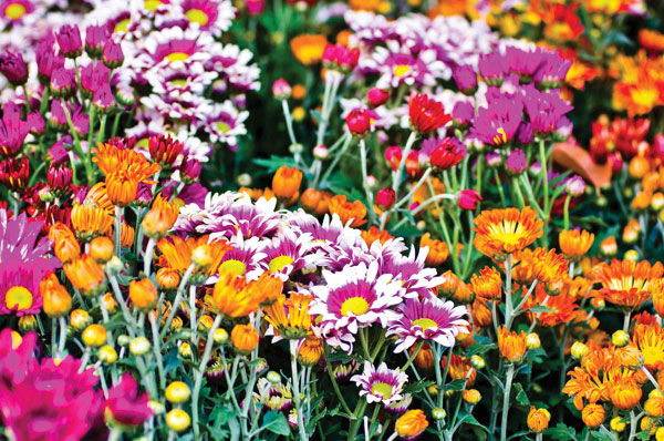 Προτάσεις για διακόσμησηΟ πίνακας σε καμβά  PAIC-278 διαθέτει μια μοναδική ικανότητα να ενσωματώνεται τόσο σε κλασικά όσο και σε μοντέρνα περιβάλλοντα με γοητεία και στυλ. Σε ένα κλασικό στυλ διακόσμησης, μπορεί να λειτουργήσει ως κεντρικό κομμάτι, προσθέτοντας μια ευγενή πινελιά που τονίζει την κομψότητα του χώρου. Σε μοντέρνους χώρους, αναδεικνύει τη δυναμική της σύγχρονης αισθητικής, προσφέροντας μια φρέσκια προοπτική. Ο μινιμαλιστικός σχεδιασμός μπορεί επίσης εύκολα να αγκαλιάσει αυτόν τον πίνακα, αναδεικνύοντας τις λιτές αποχρώσεις του και επιτρέποντας στον χώρο να αναπνέει με ηρεμία και αρμονία.Λίγα λόγια για τον πίνακαΟ PAIC-278 αποτελεί ένα εξαίσιο παράδειγμα της σύγχρονης ζωγραφικής τέχνης, χρησιμοποιώντας τεχνικές που συνδυάζουν την παράδοση με τη νέα οπτική. Οι πινελιές είναι επιδέξιες, και η υφή προσδίδει στον πίνακα βάθος και ζωντάνια. Οι αποχρώσεις του φωτός και του σκότους συναντώνται σε μια εξαιρετική ισορροπία, δημιουργώντας μια αίσθηση προσδοκίας και κίνησης. Με την προσεκτική χρήση των χρωμάτων, ο καλλιτέχνης εξετάζει τη σχέση του ανθρώπου με τη φύση και τα στοιχεία, προσφέροντας μια εσωτερική θέαση του κόσμου γύρω μας.Ο PAIC-278 δημιουργεί αίσθηση ηρεμίας και στοχασμού. Η σύνθεση του πίνακα μεταφέρει τον θεατή σε έναν κόσμο όπου ο χρόνος φαίνεται να στέκεται ακίνητος, προσφέροντας μια στιγμή ανάπαυλας και σκέψης. Απευθύνεται τόσο στην καρδιά όσο και στο νου του θεατή, προσκαλώντας τον να εμβαθύνει στις λεπτομέρειες και να εξερευνήσει τις πολυσύνθετες αναγνώσεις του έργου. Είναι μια πρόσκληση για προσωπική ανακάλυψη και επανεκτίμηση της ομορφιάς που συναντούμε γύρω μας.Ψηφιακή εκτύπωση σε καμβά. Ο καμβάς είναι υψηλής ποιότητας, ειδικός για ψηφιακή εκτύπωση που αναδεικνύει τα χρώματα. Είναι ιδανικός για διακόσμηση εσωτερικών χώρων. Παραλαμβάνετε τον πίνακα με την ψηφιακή εκτύπωση καμβά, τελαρωμένο σε τελάρο από ανθεκτικό ξύλο 2εκ, στη διάσταση που θέλετε.