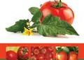 Flyer για εκτυπώσεις εντύπων με ζωηρά χρώματα και εντυπωσιακά γραφικά, ιδανικό για προώθηση προσφορών.