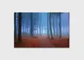 Πίνακας σε καμβά για χώρο που μπορεί να προορίζεται για σαλόνι, τοπίο δάσους, με φυσικό και μοντέρνο στυλ διακόσμησης.
